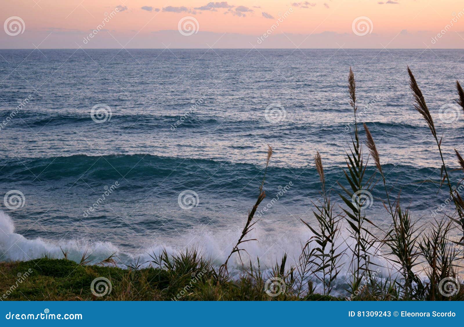 Mar agitado en la puesta del sol en la orilla con las plantas de lámina
