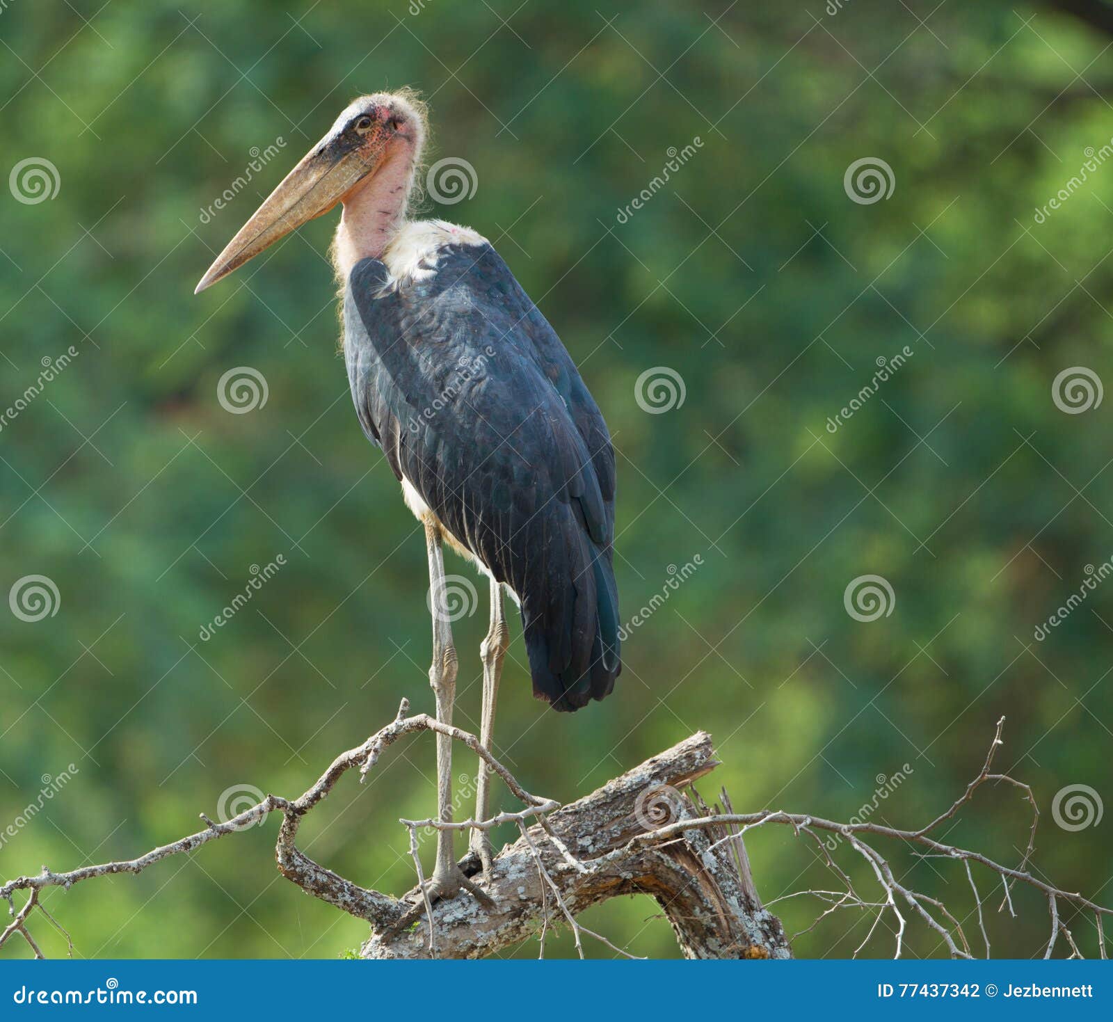 marabou stork perched