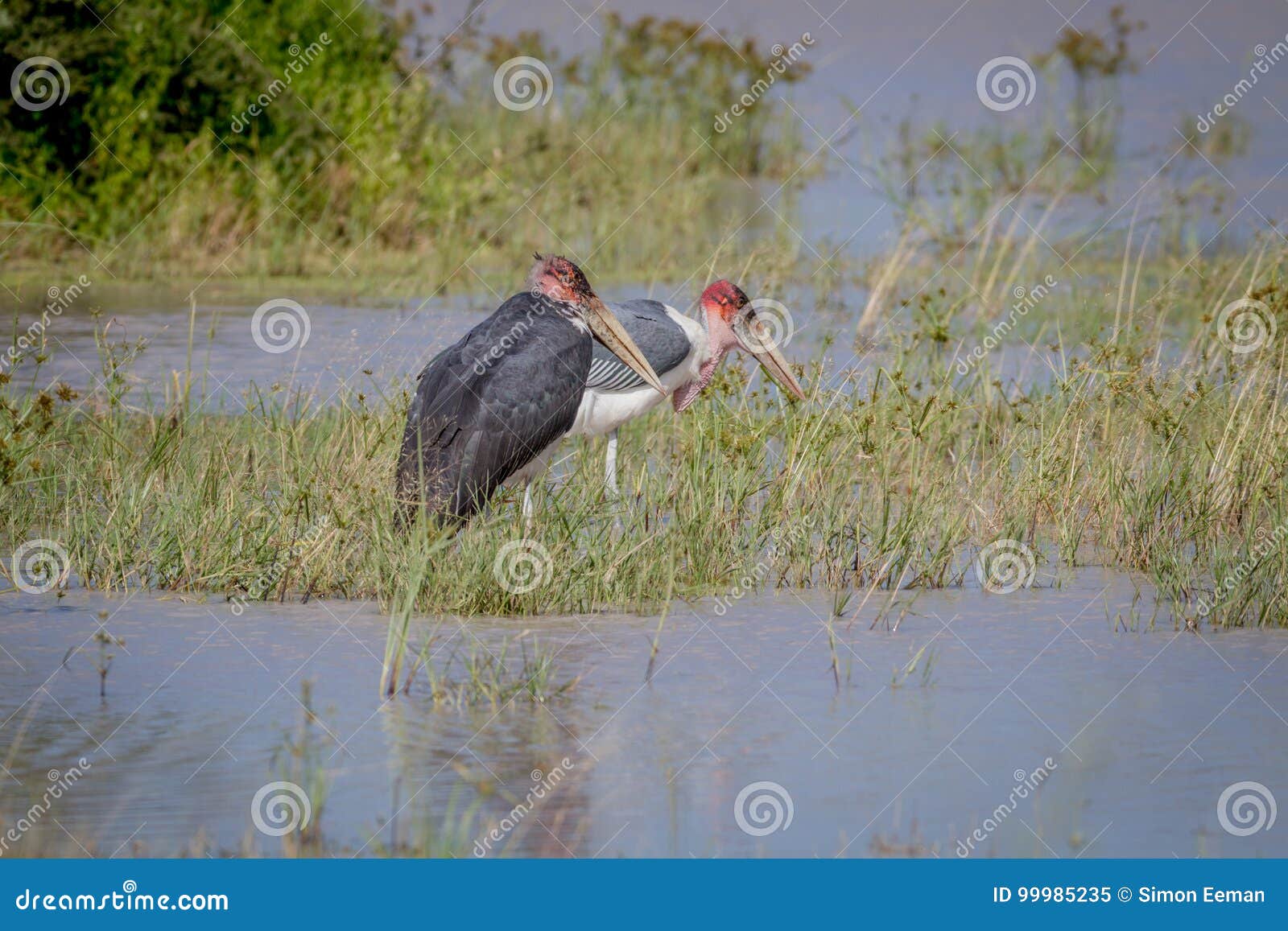 Marabou Storks Standing Next To the Water. Stock Image - Image of ...