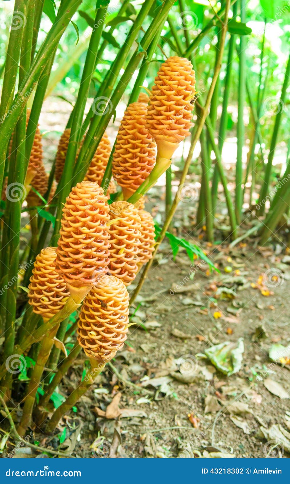 maraca flowers