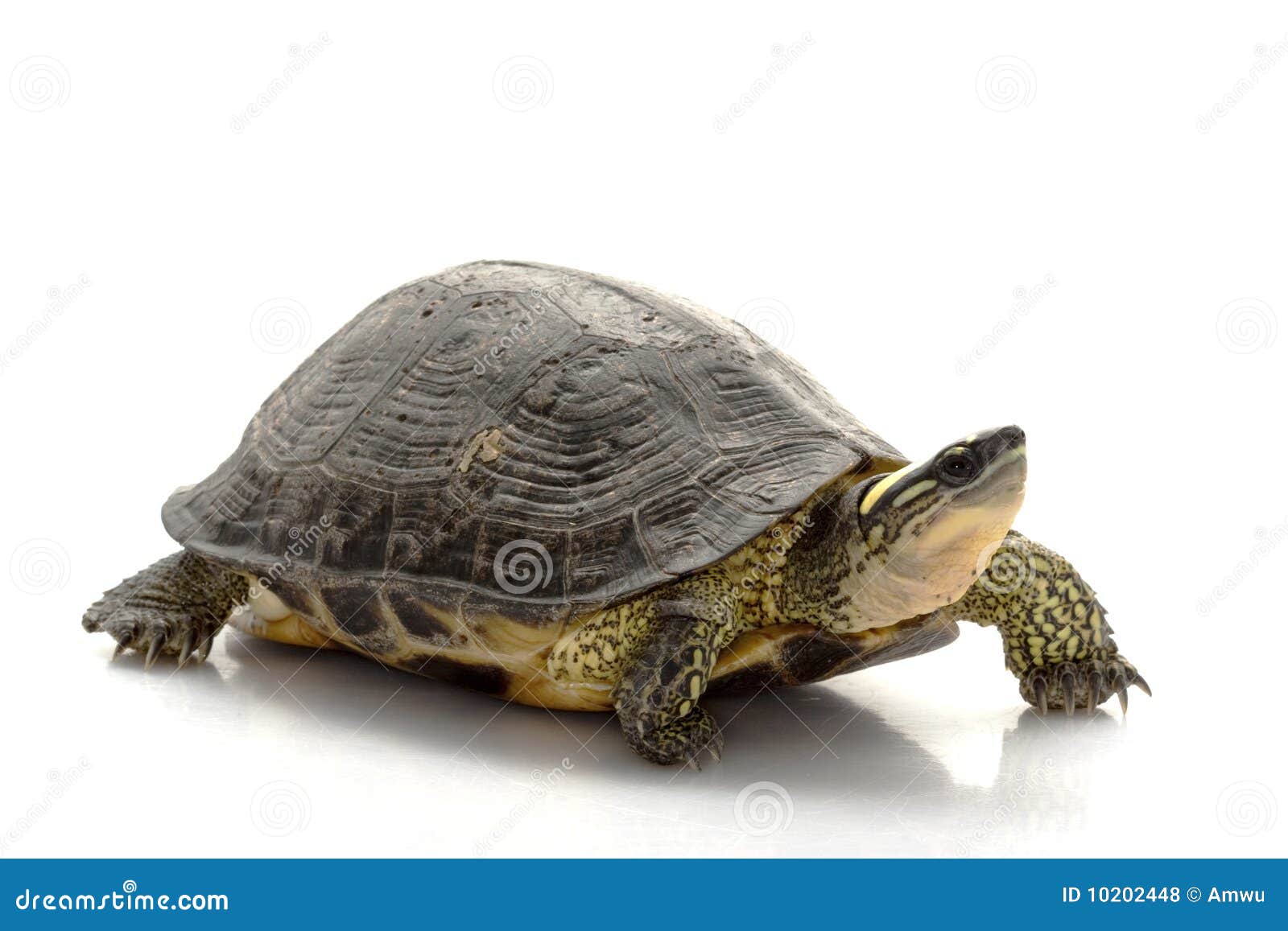 Maracaibo Wood Turtle stock photo. Image of endangered - 10202448