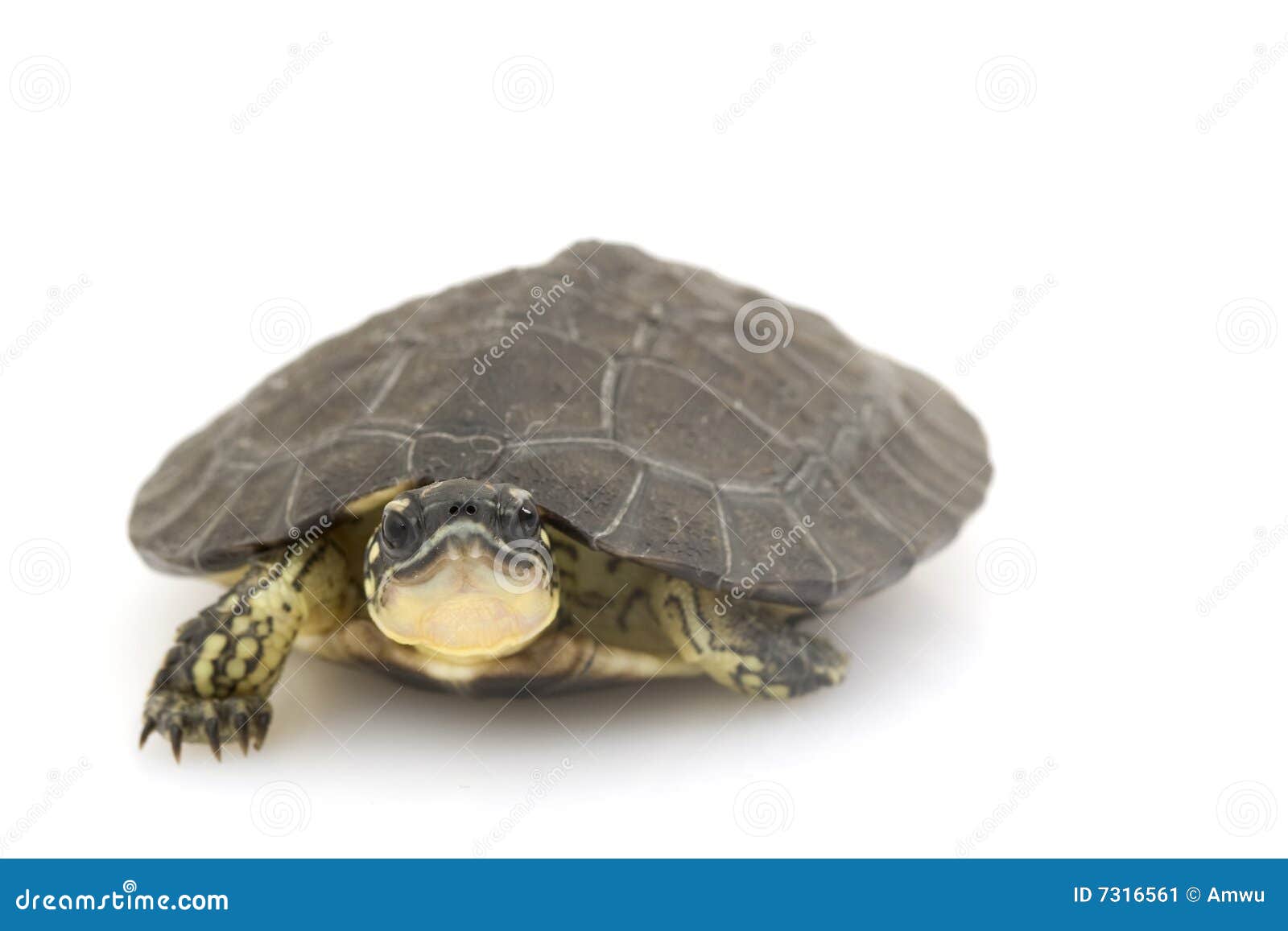 Maracaibo Wood Turtle stock image. Image of turtle, copy - 7316561