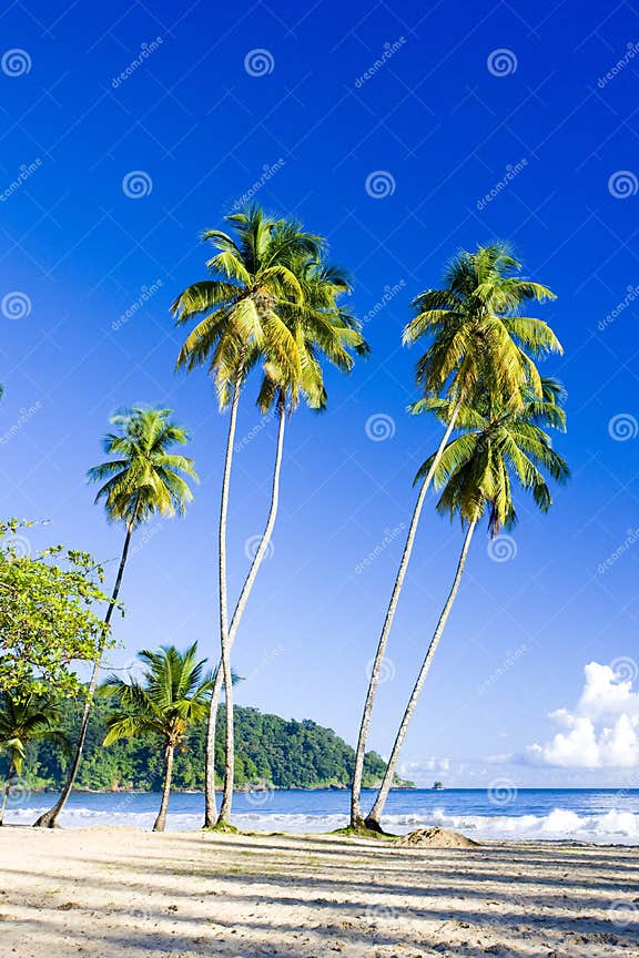 Maracas Bay stock photo. Image of nature, landscapes 12972094