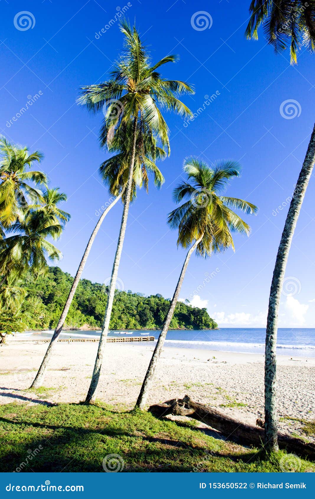 Maracas Bay, Trinidad stock photo. Image of botany, holiday - 153650522
