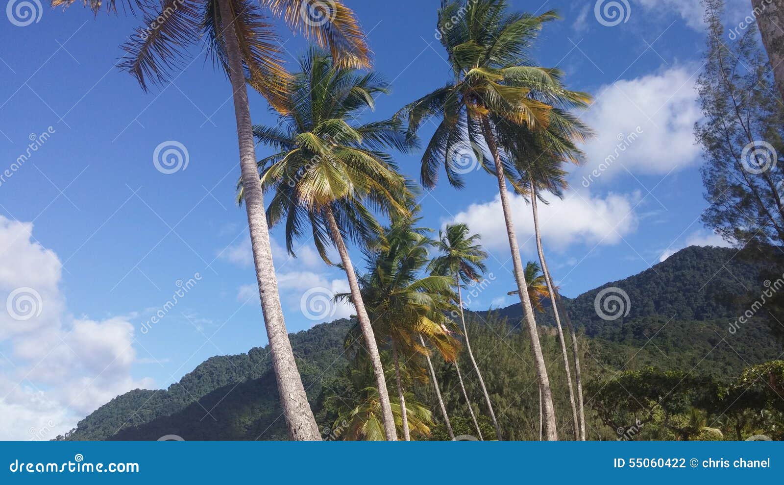 Maracas Beach Trinidad stock photo. Image of palm, trees 55060422