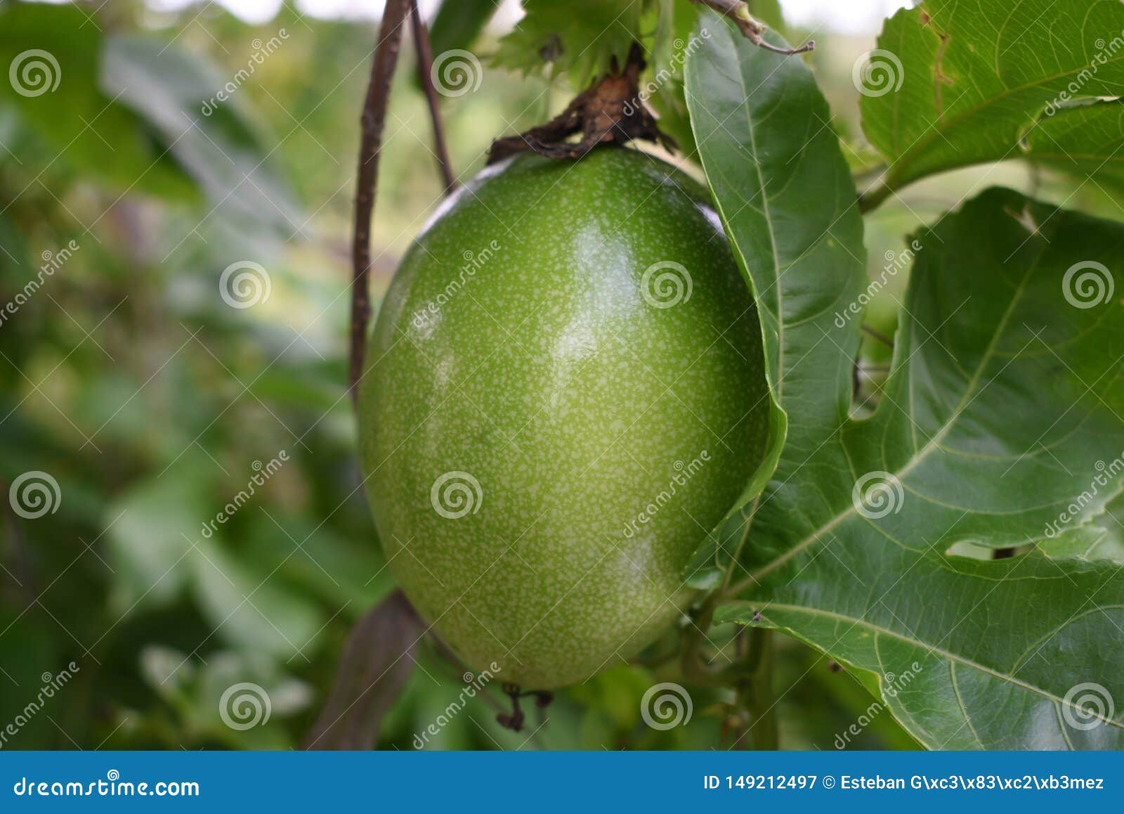 maracuyÃÂ¡ passiflora agriculture agricultura natural organic fruit passion