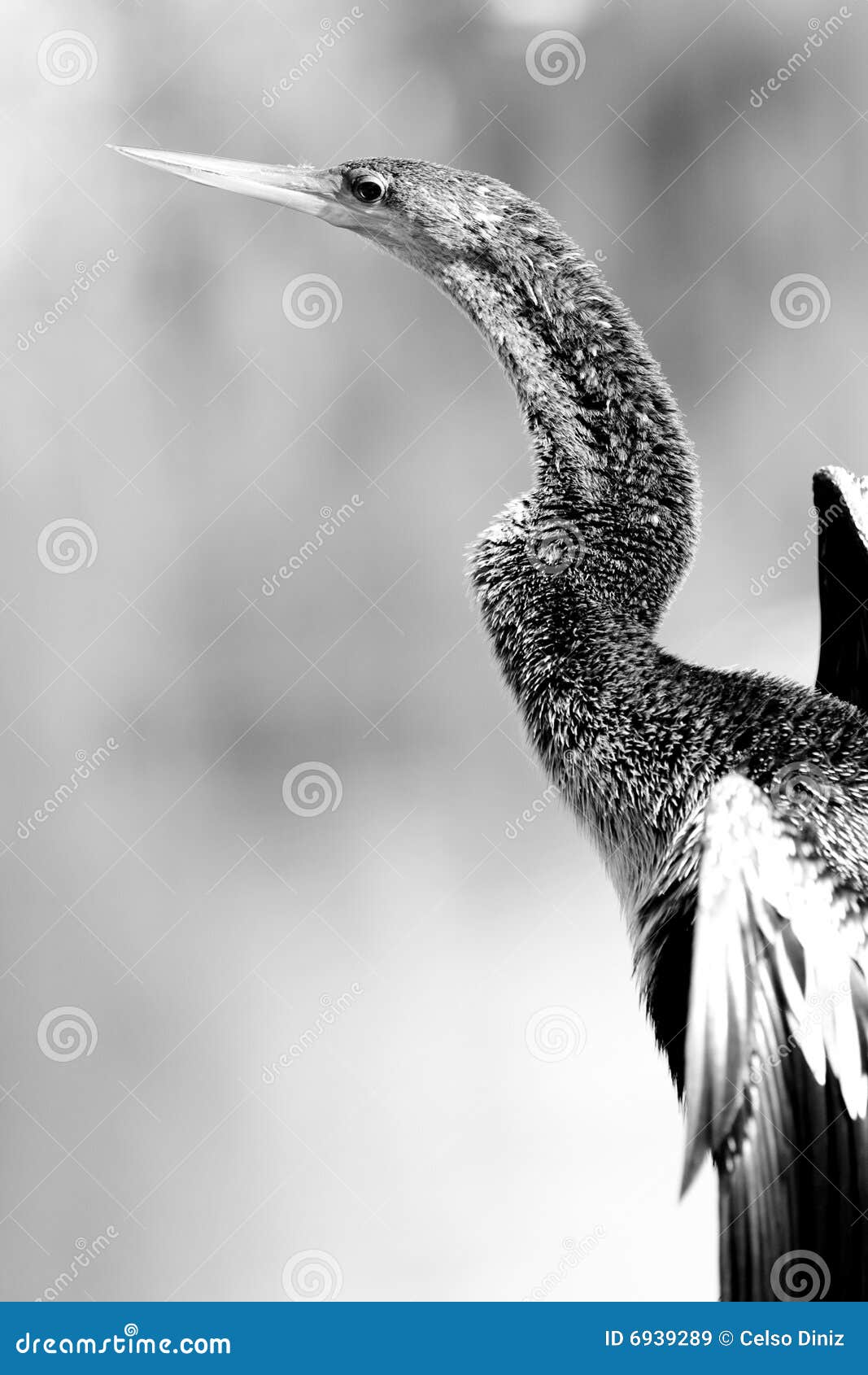 Oiseau Avec Le Long Cou Image Stock Image Du Everglades