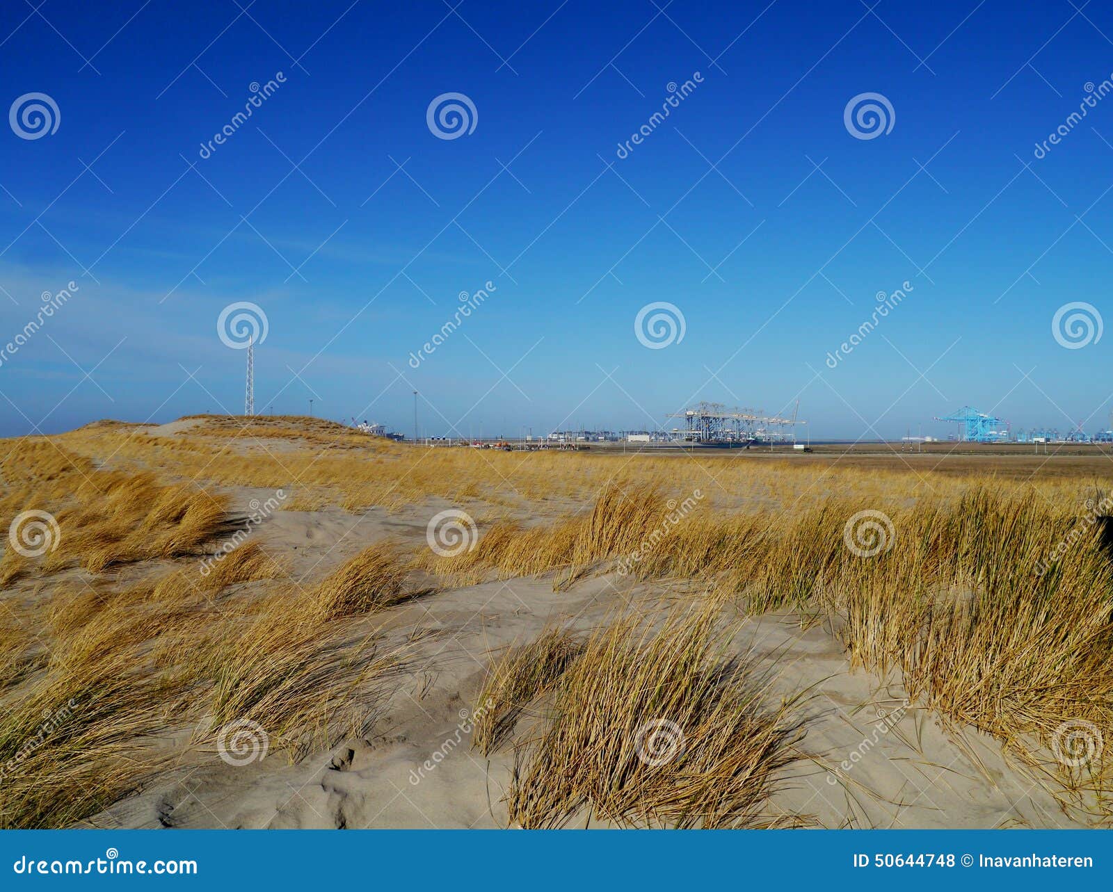 maram grass in the dunes of the netherlands