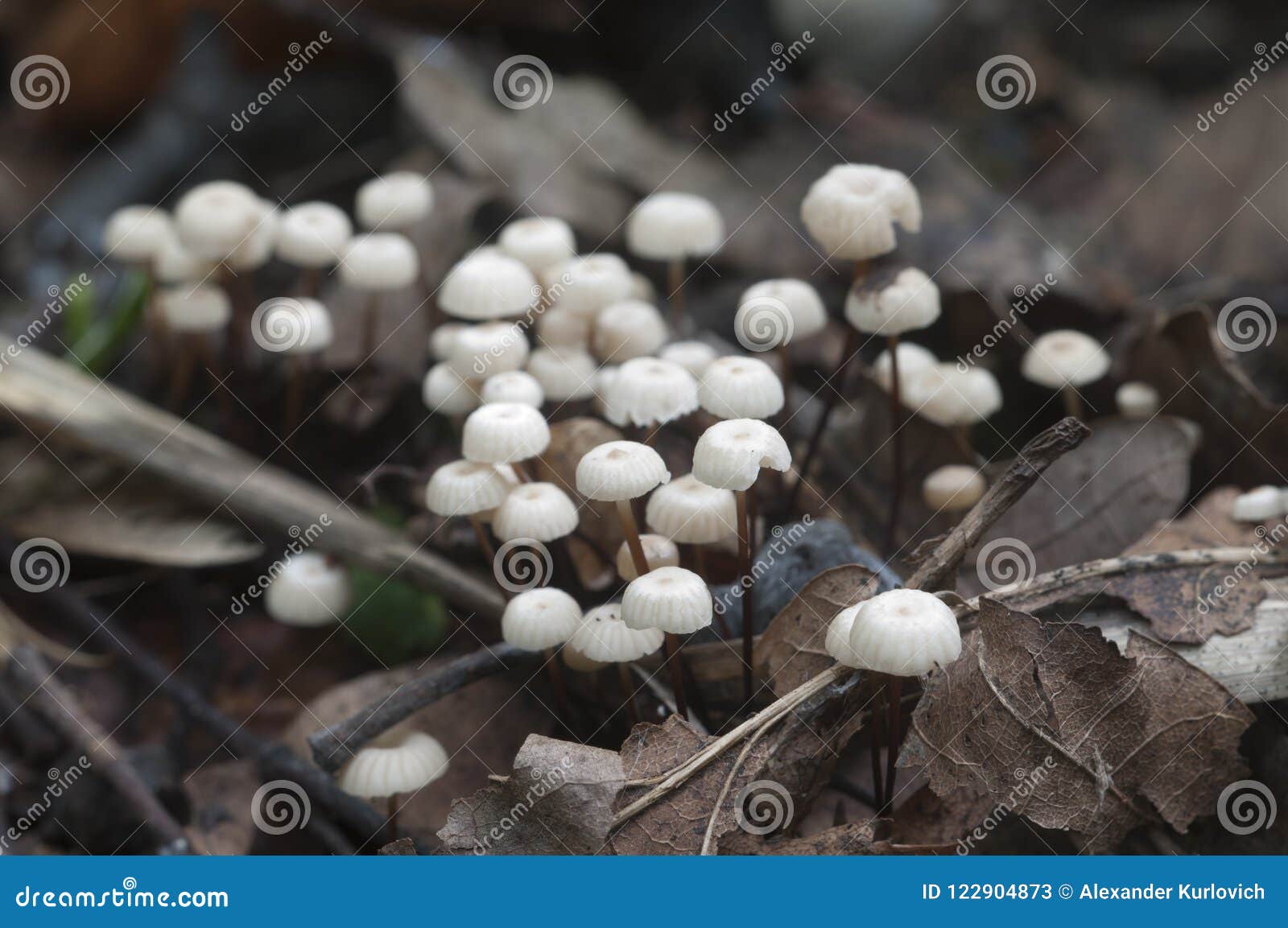 marasmius wettsteinii musrooms