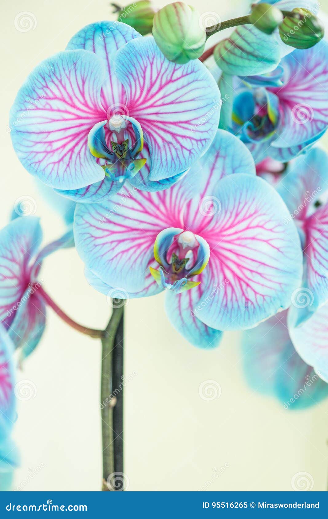 Maravilha Azul E Cor-de-rosa Do ` Da Orquídea Do ` Da Natureza Que Floresce  Em Um Fundo Branco Imagem de Stock - Imagem de vertical, crescido: 95516265