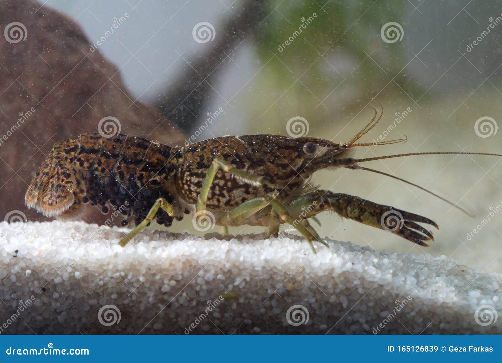 marbled crayfish,  procambarus fallax forma virginalis