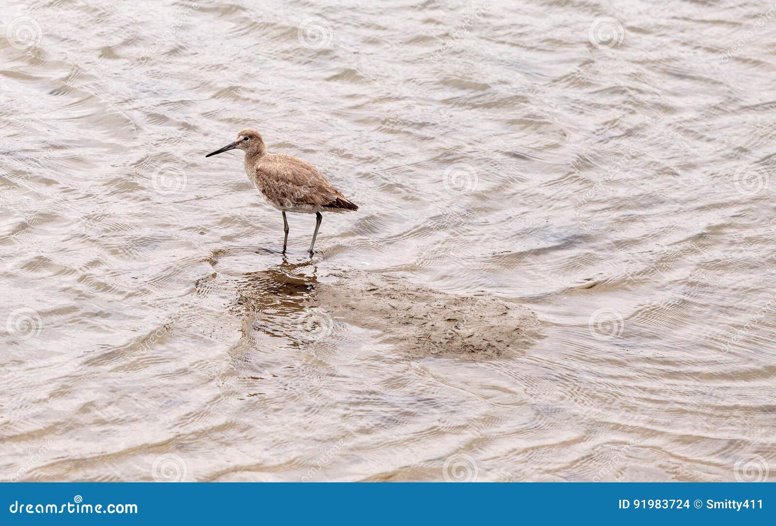 marbled godwit shorebird, limosa fedoa