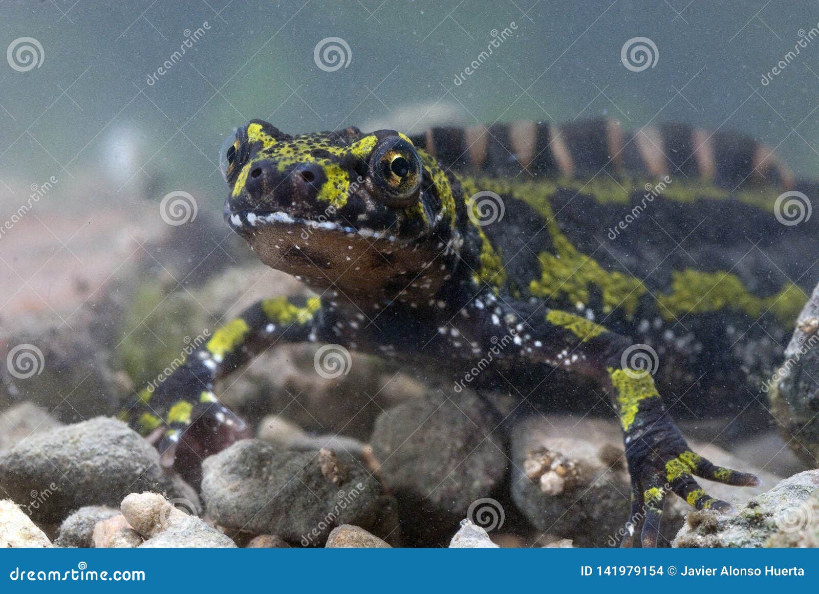 marbled newt, triturus marmoratus in the water, crest,