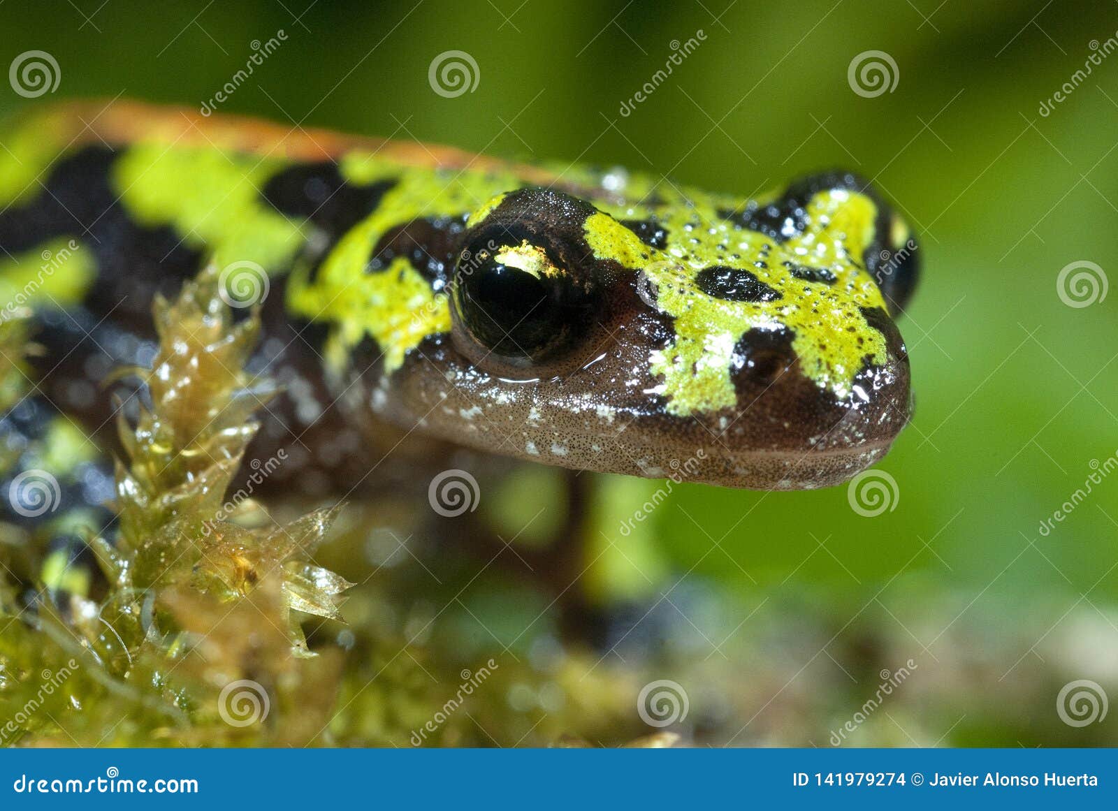 marbled newt, triturus marmoratus, crest, amphibian