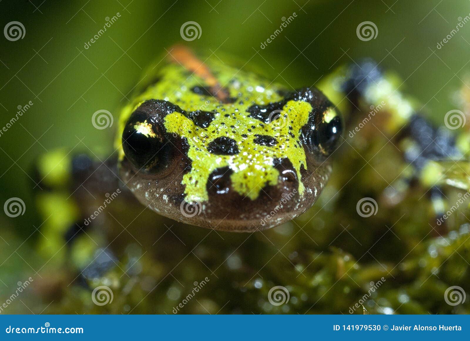 marbled newt, triturus marmoratus in the water, crest