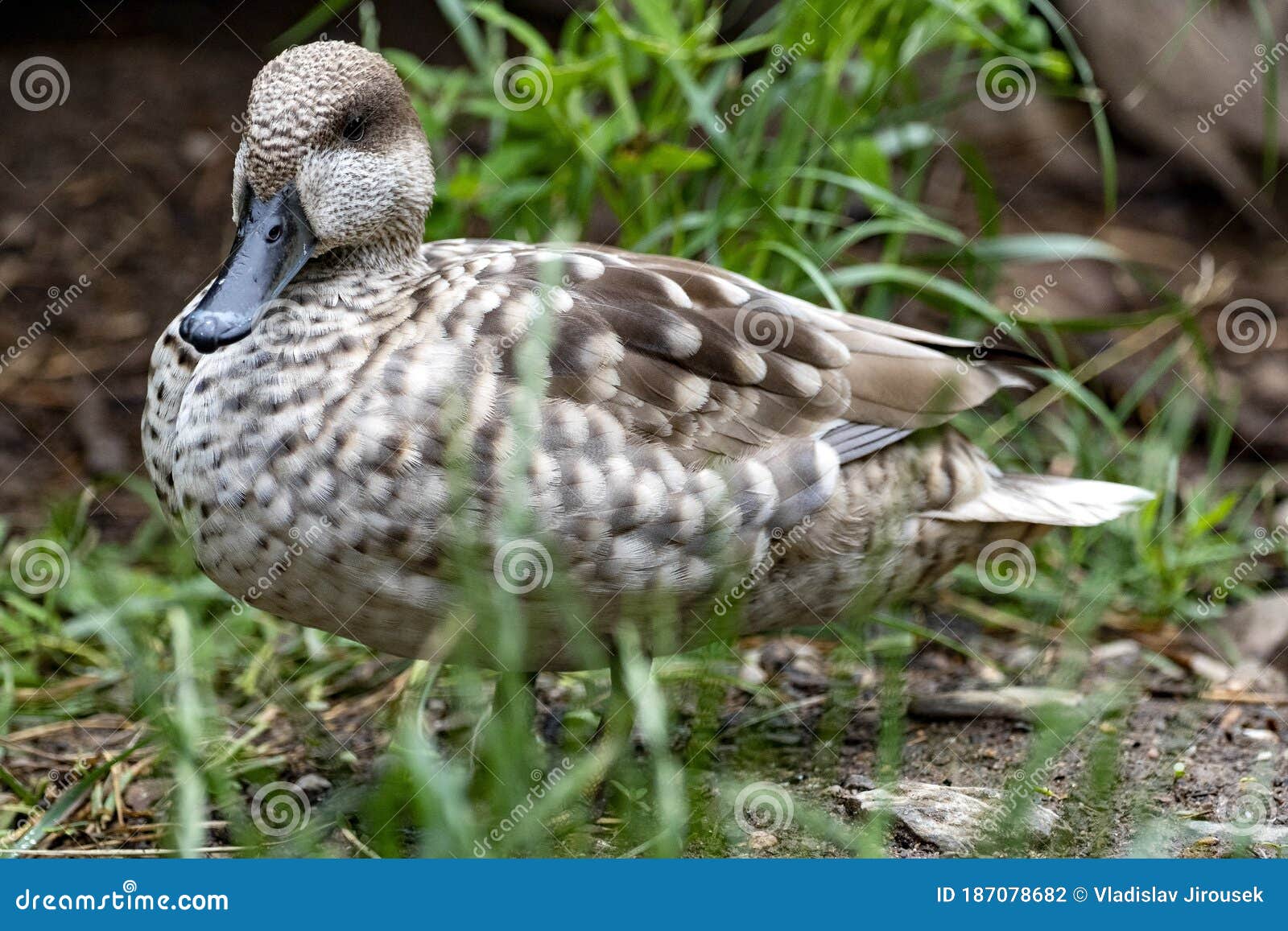 marbled teal, marmaronetta angustirostris, a smaller inconspicuous duck lives near water