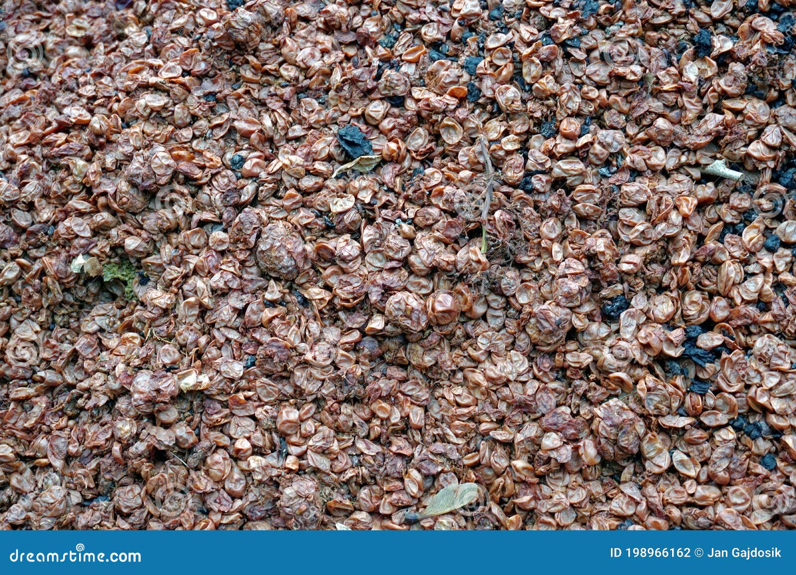 marc of grapes or pomace on a pile as byproduct and garbage in winery.