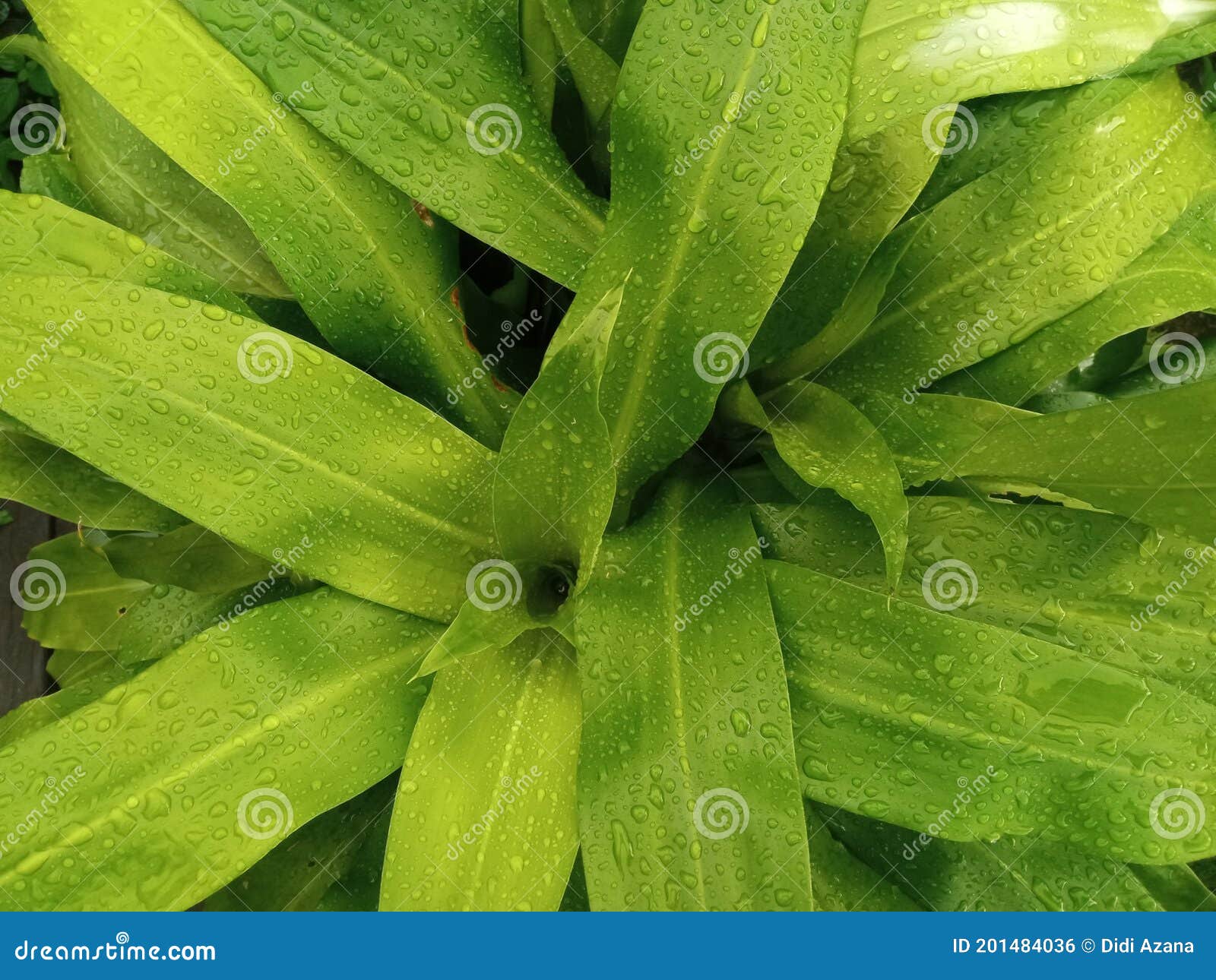 Marcas De Agua De Lluvia En Las Hojas Foto de archivo Imagen de cubo