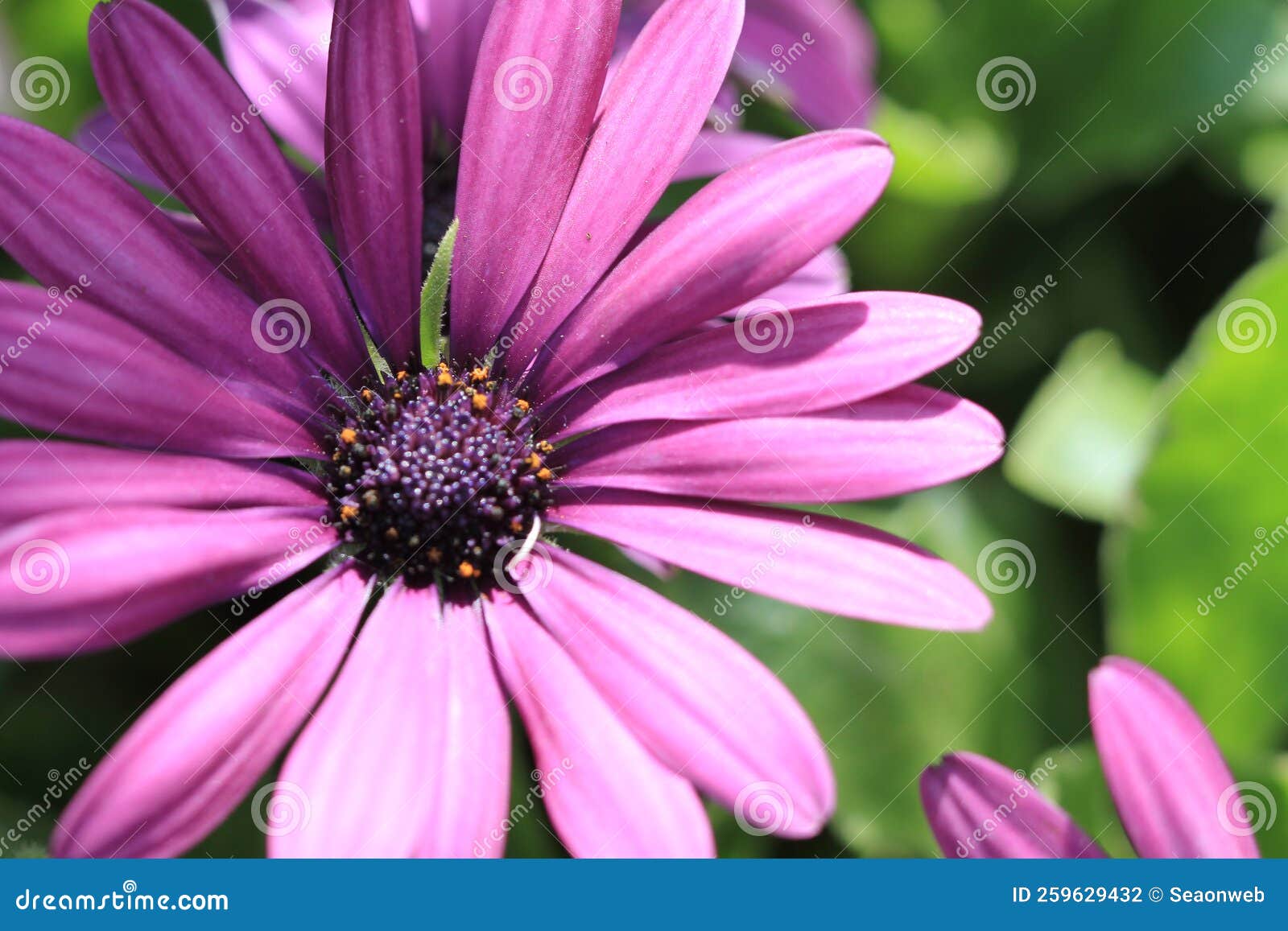 Field of Daisy Flowers, the Flowers Blooming at Nature 17 March 2012