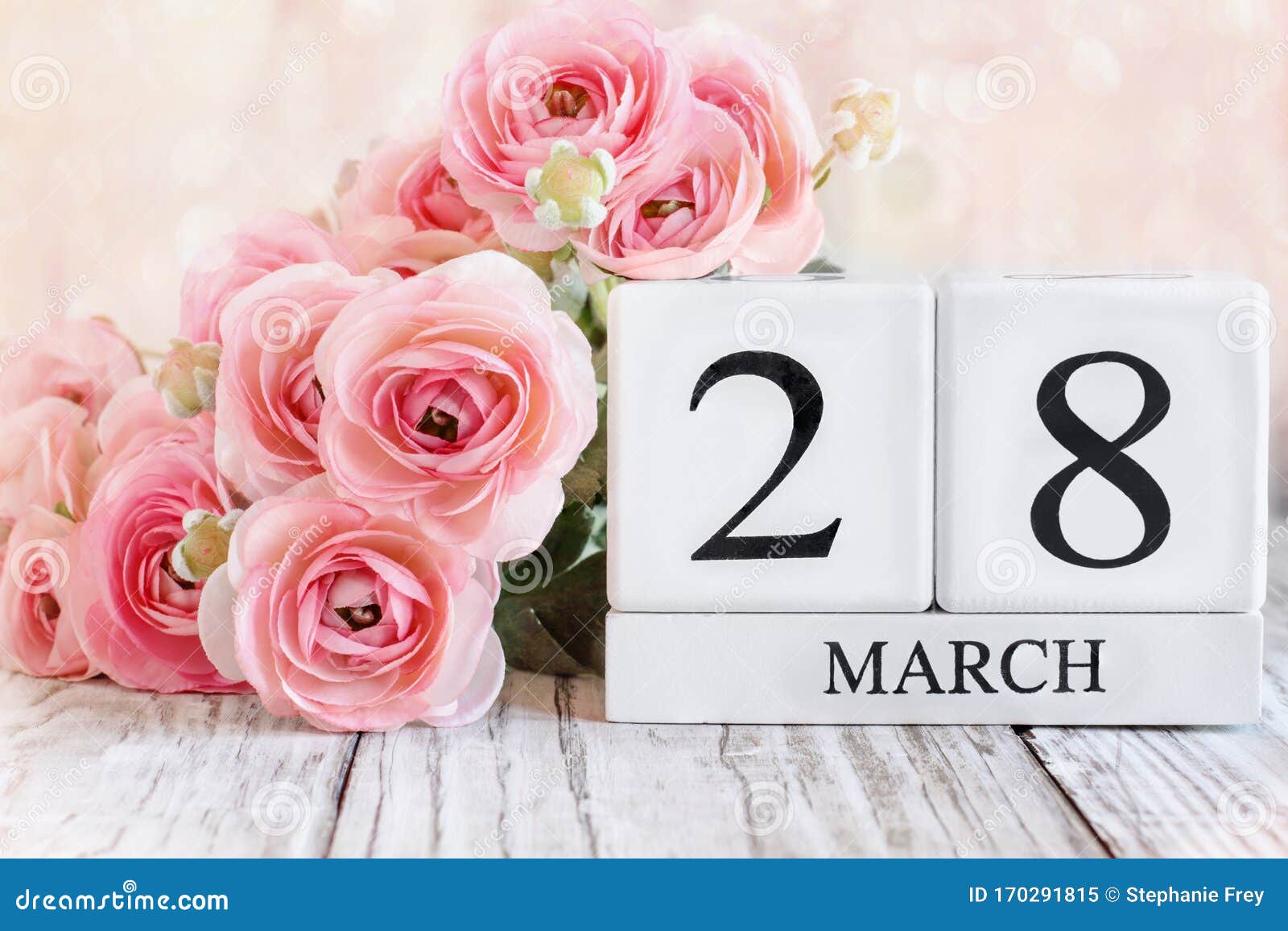 March 28th Calendar Blocks with Pink Ranunculus Stock Image Image of
