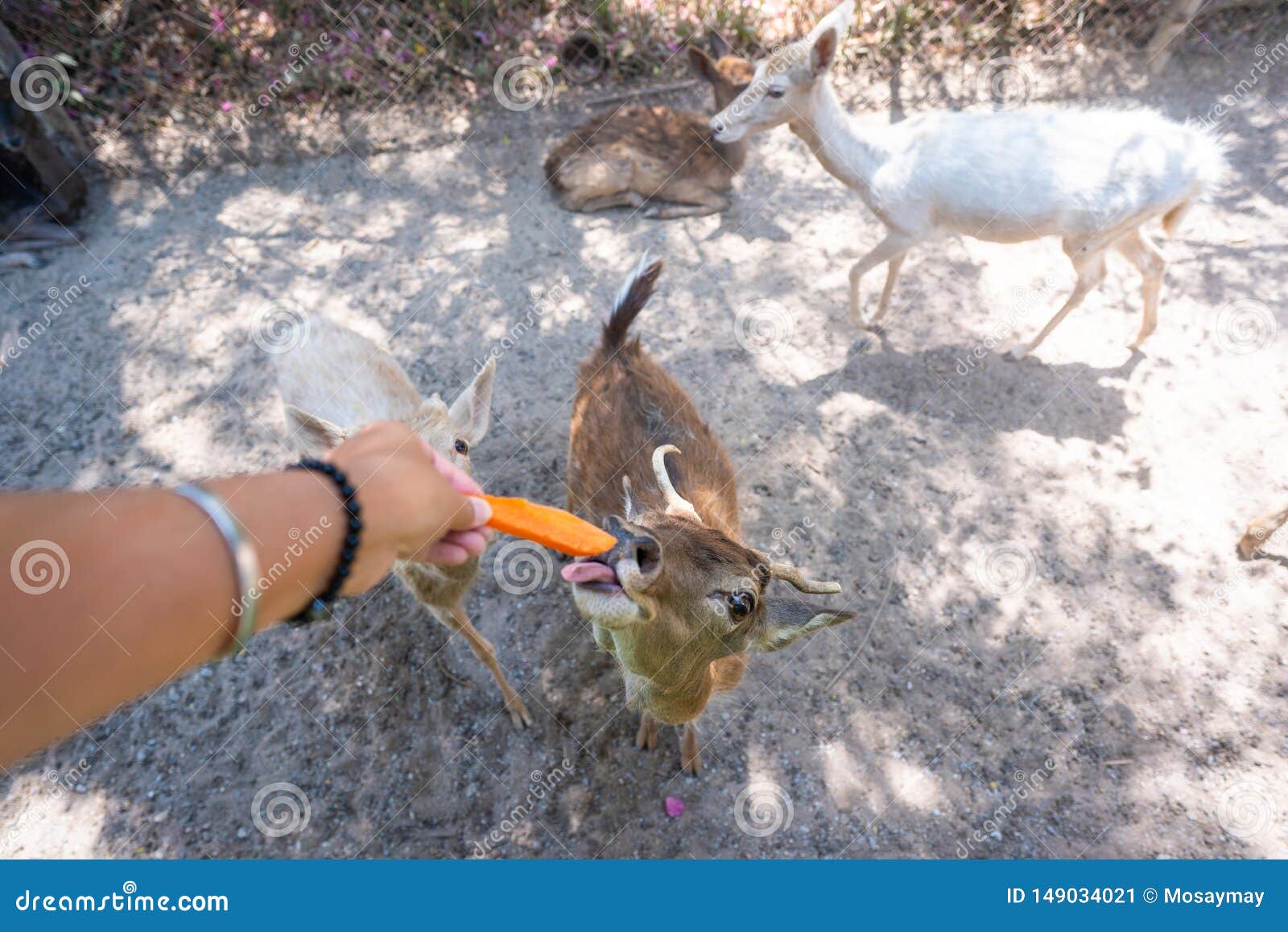 feed animals safari park near me feed animals safari park near me
