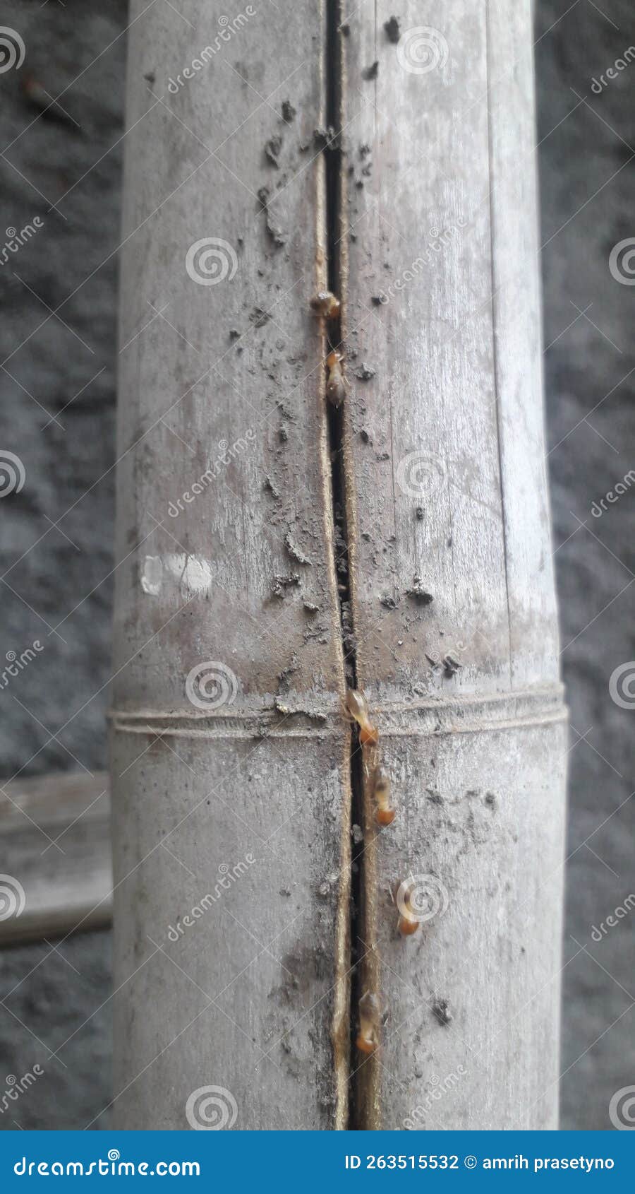 Marching Termites on Dry Bamboo. Stock Photo Image of white, metal