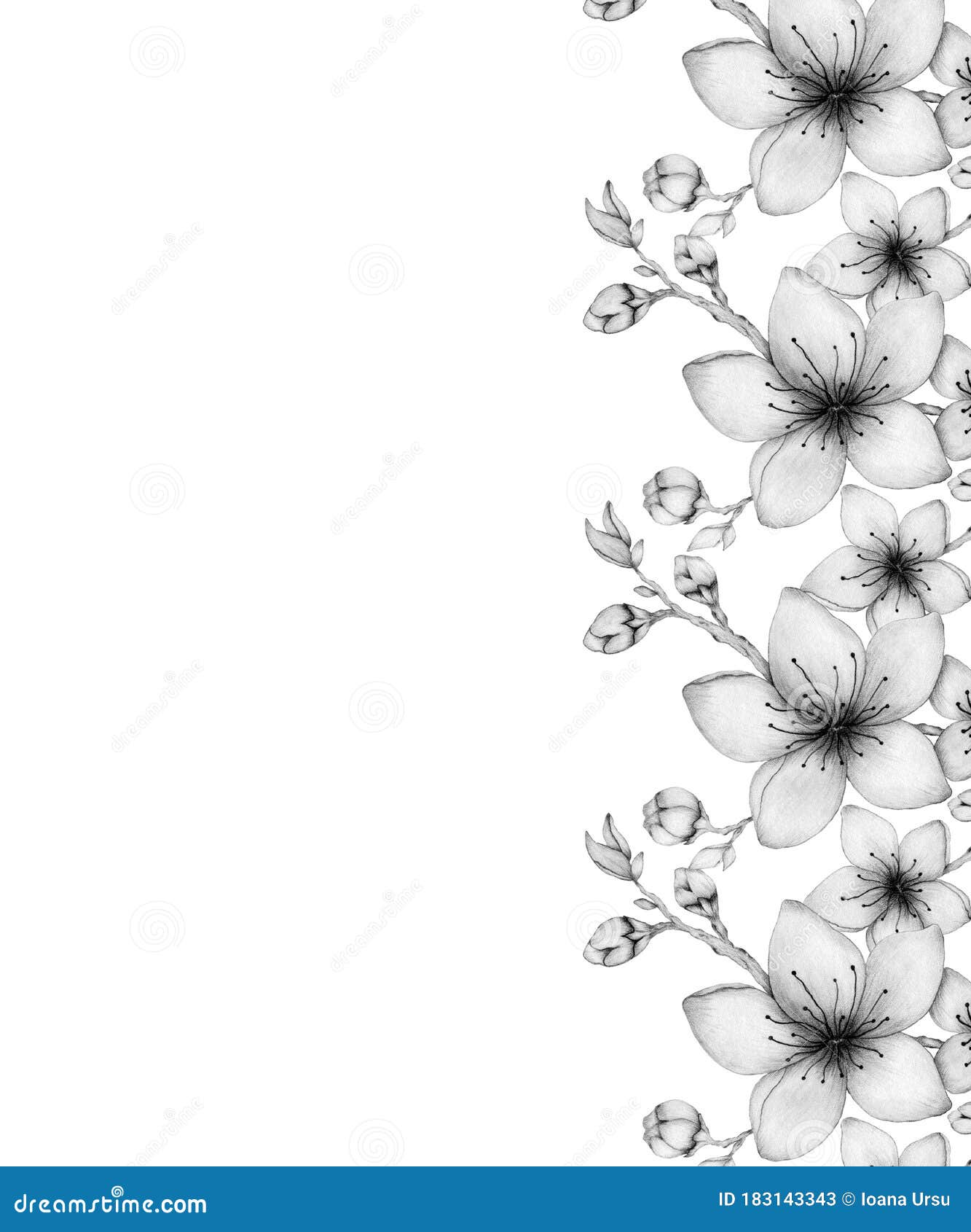 Marco De Flor De Cerezo Romántico Dibujo De Lápiz Realista Flores Sakura  Diseño De Ilustración Floral Para Tarjetas O Invitación Stock de  ilustración - Ilustración de oriental, vendimia: 183143343