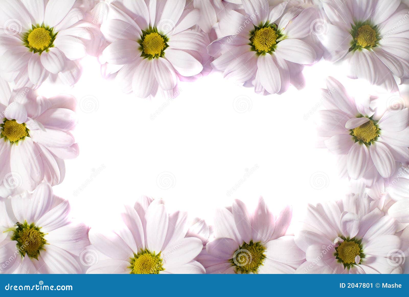 Marco de margaritas imagen de archivo. Imagen de planta - 2047801, image size:1600x1161