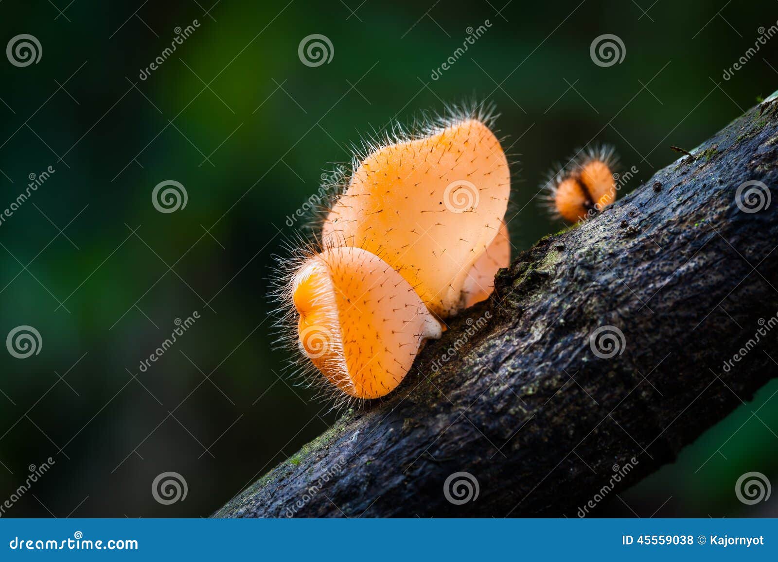 marco of pink burn cup mushroom(tarzetta rosea ( rea)