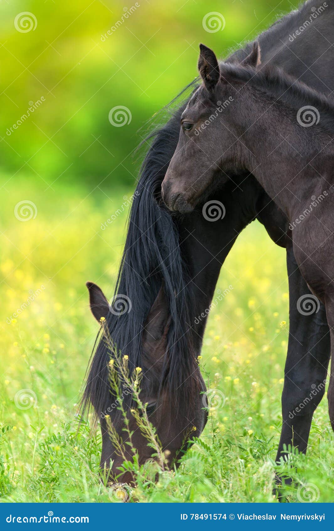 Mare and colt. Mare with foal on spring pasture grazing