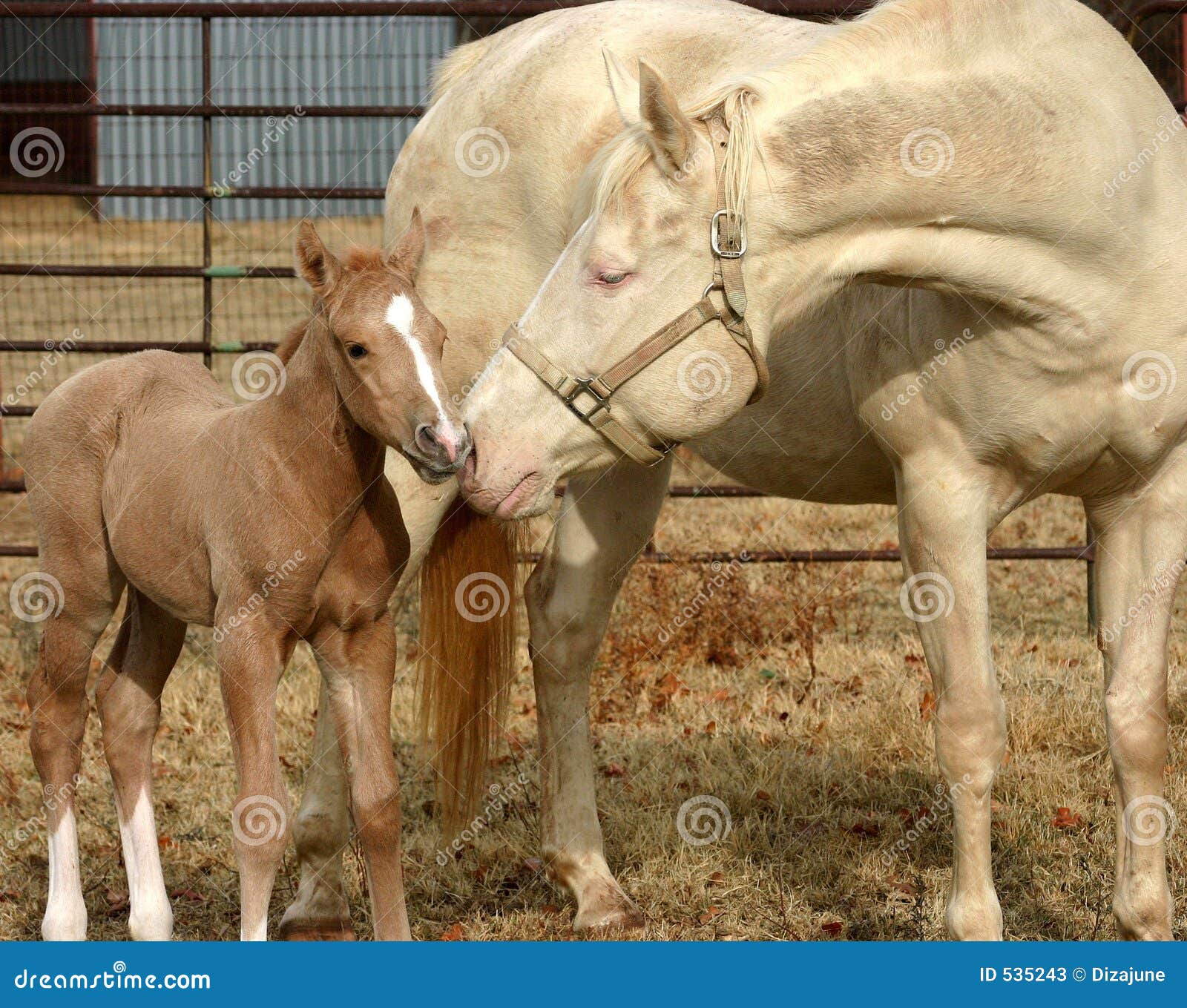 mare and foal