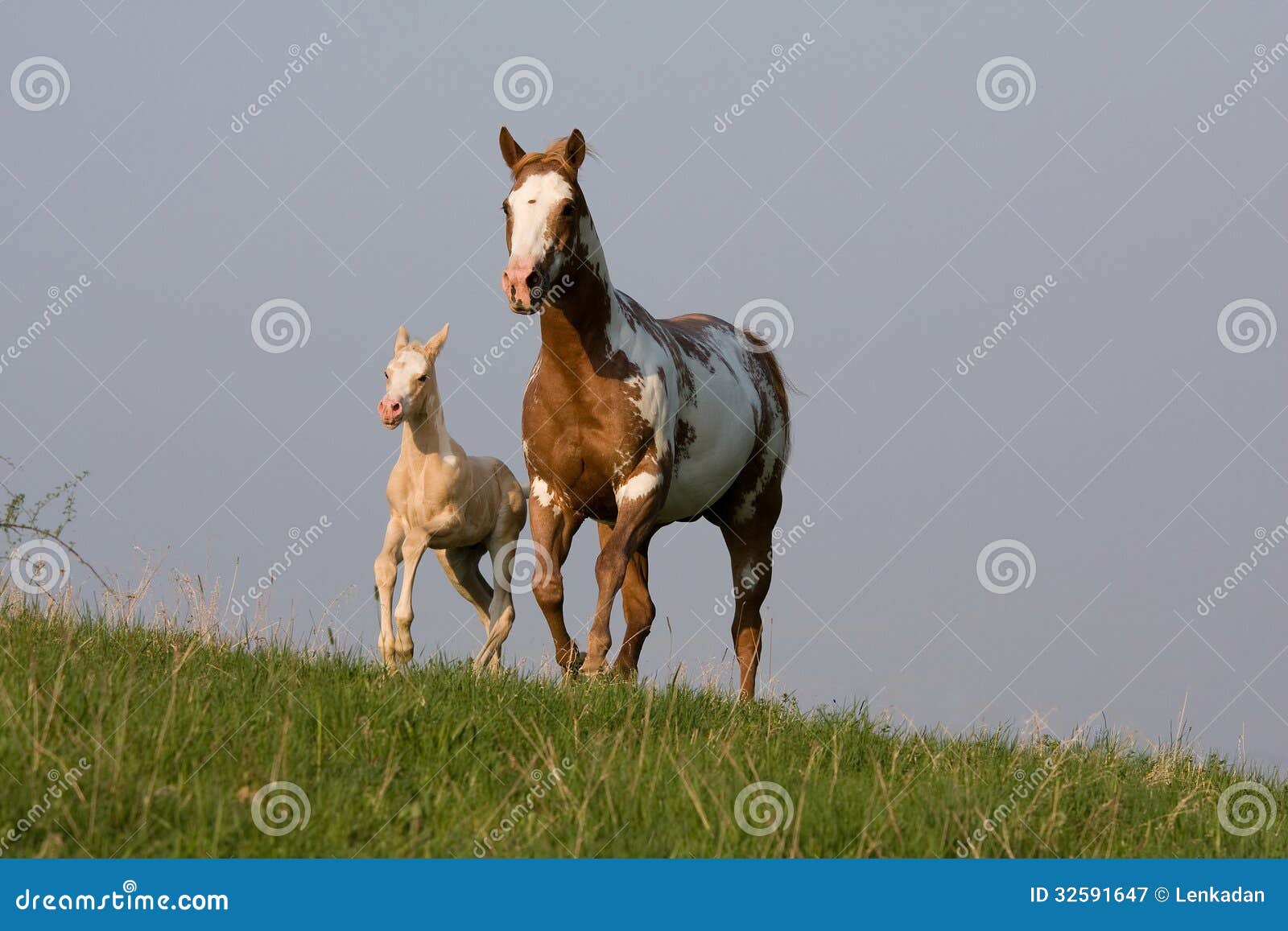 Mare with foal running. Mare with nice foal running