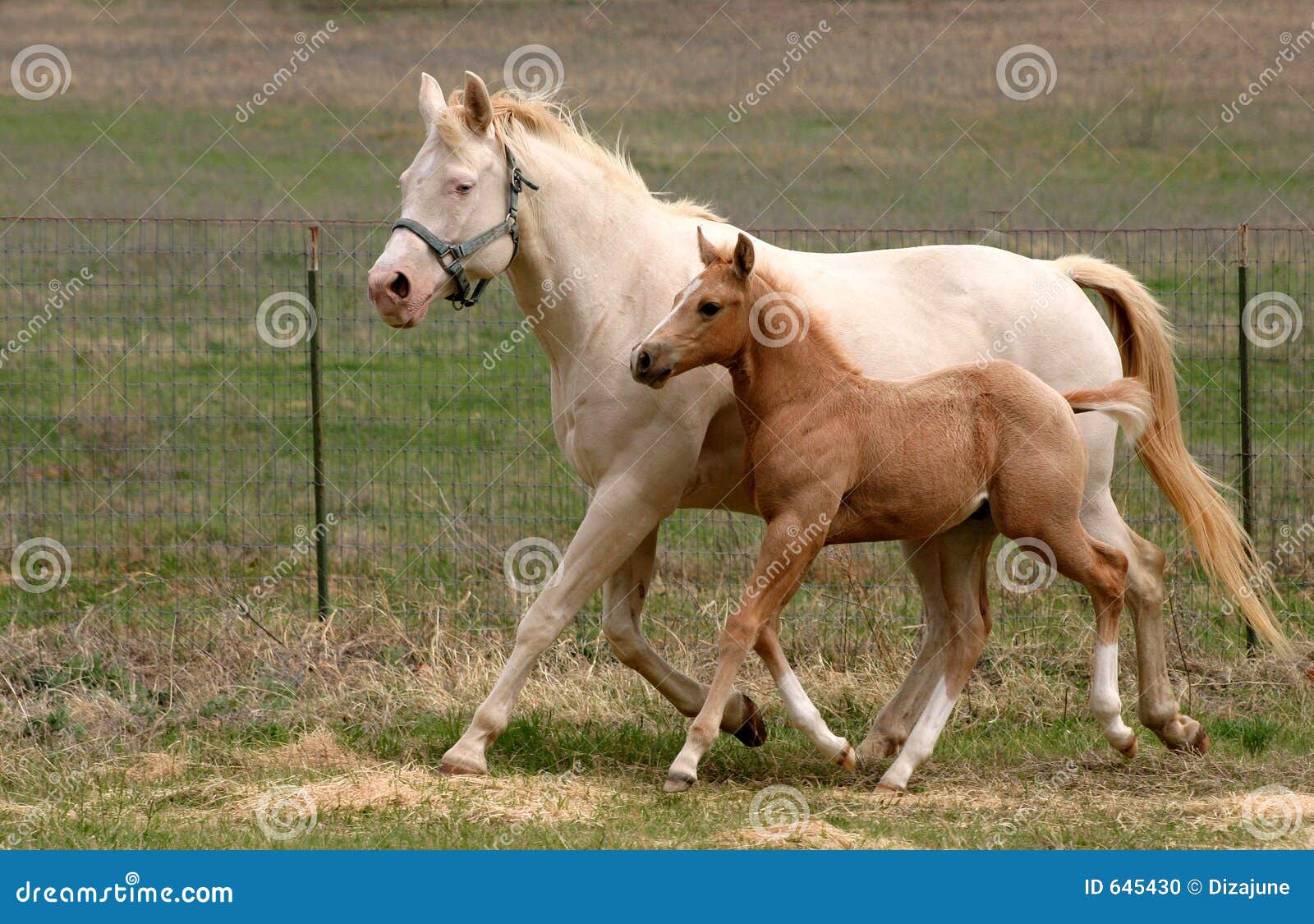 mare & foal trotting