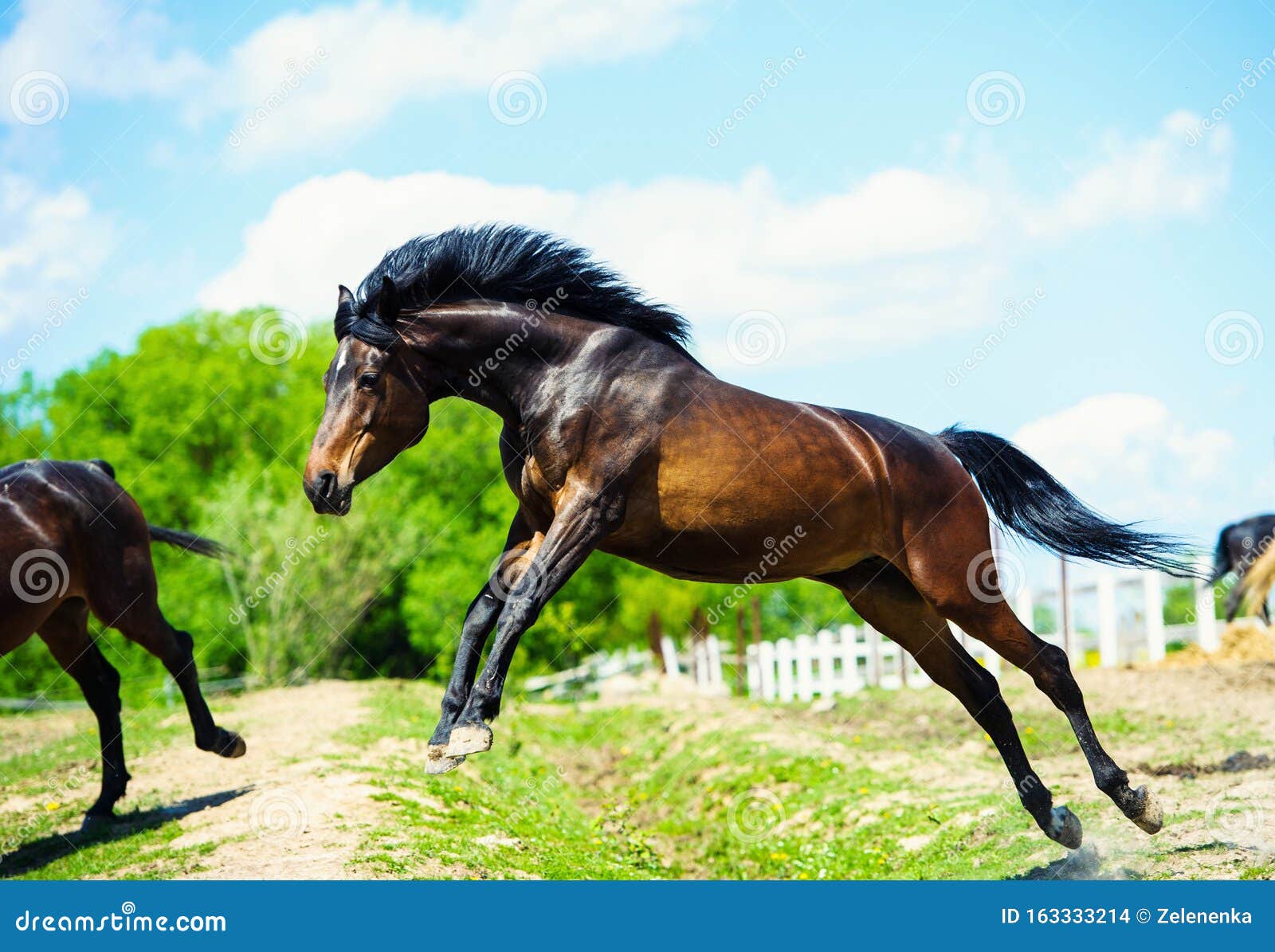 Download Mare and foall in a meadow stock photo. Image of field ...