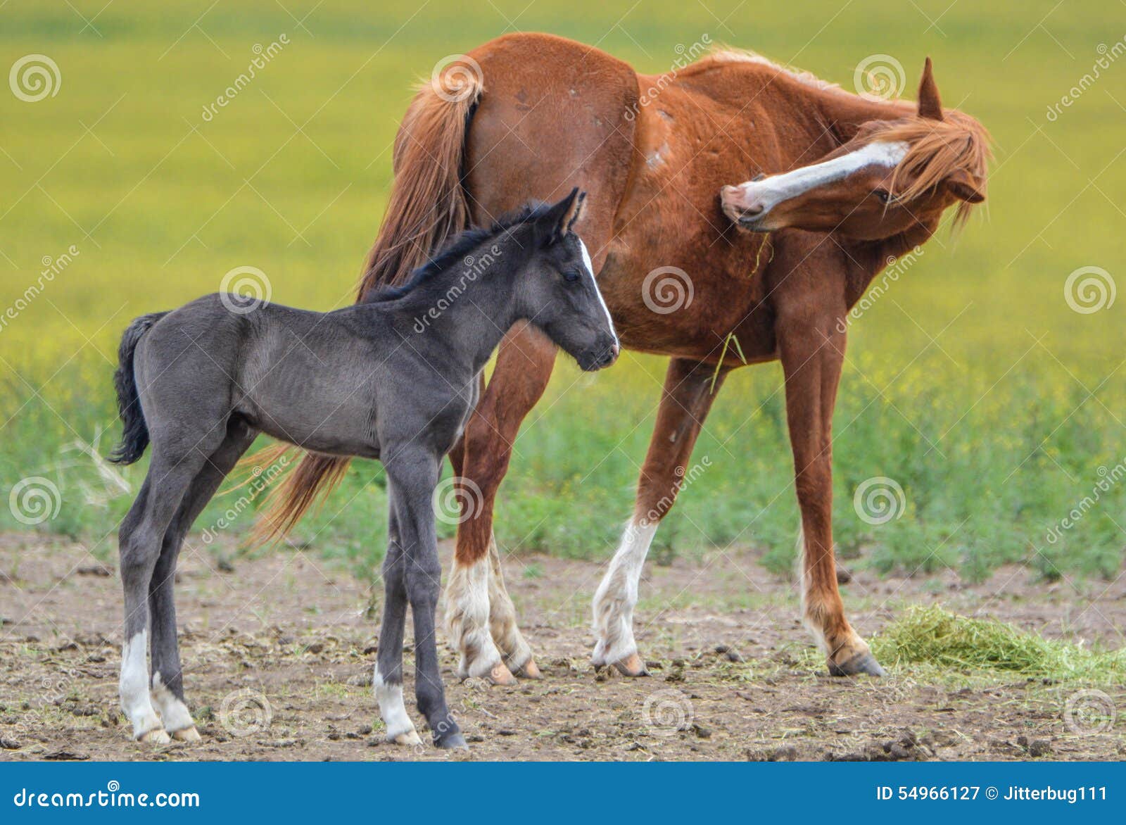 mare and her foal