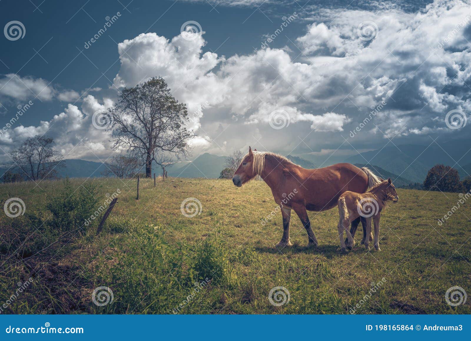 mare and her foal under cloudy sky