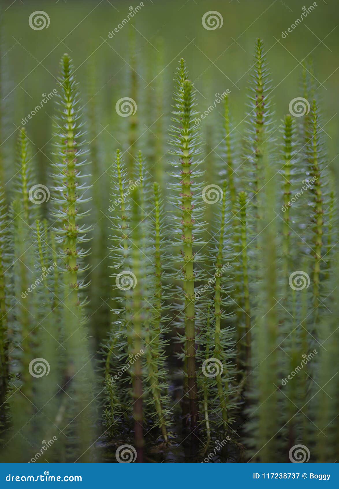 mare`s tail aquatic plant