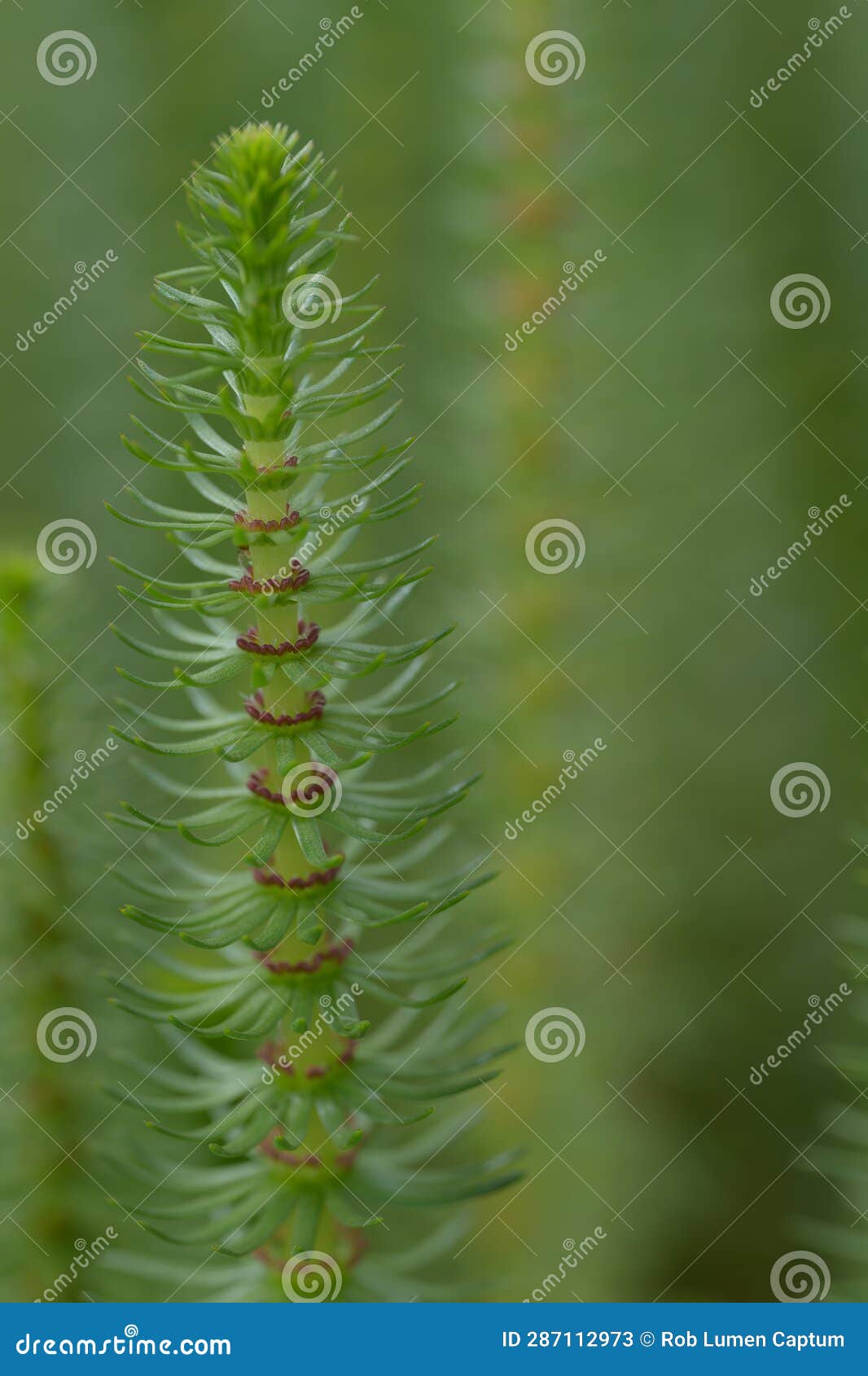 mareâs-tail hippuris vulgaris, a flowering plant