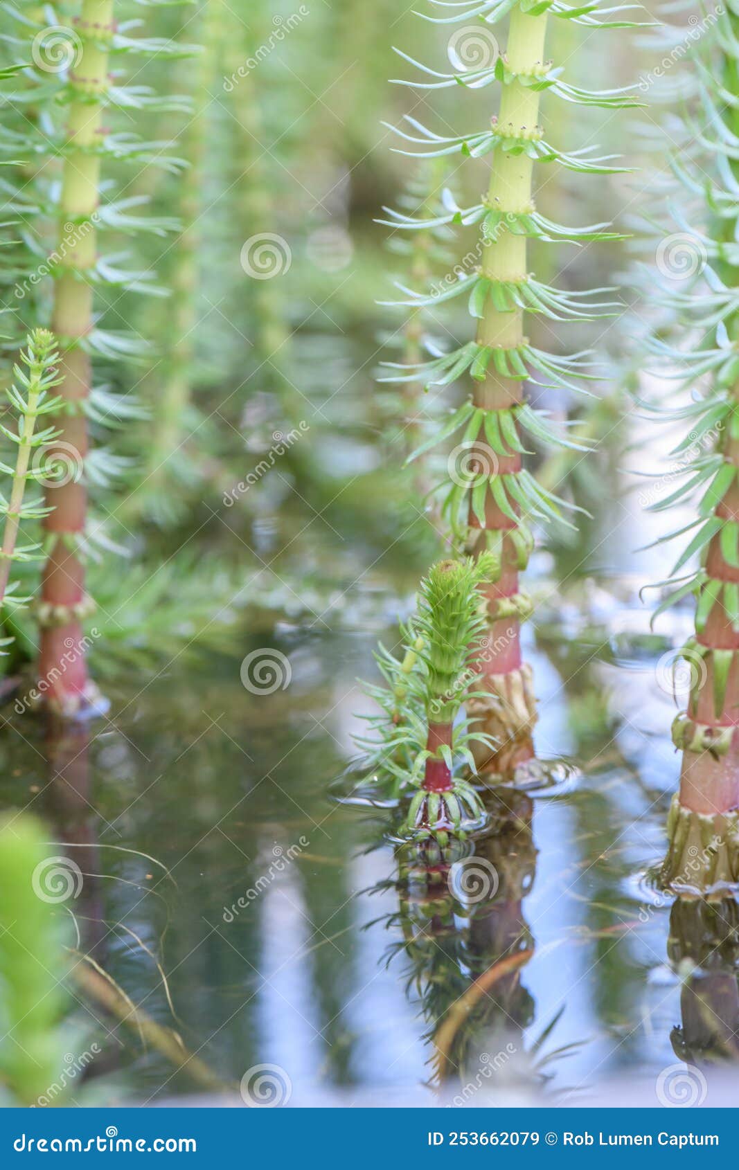 mareâs-tail hippuris vulgaris, reflected in a pond