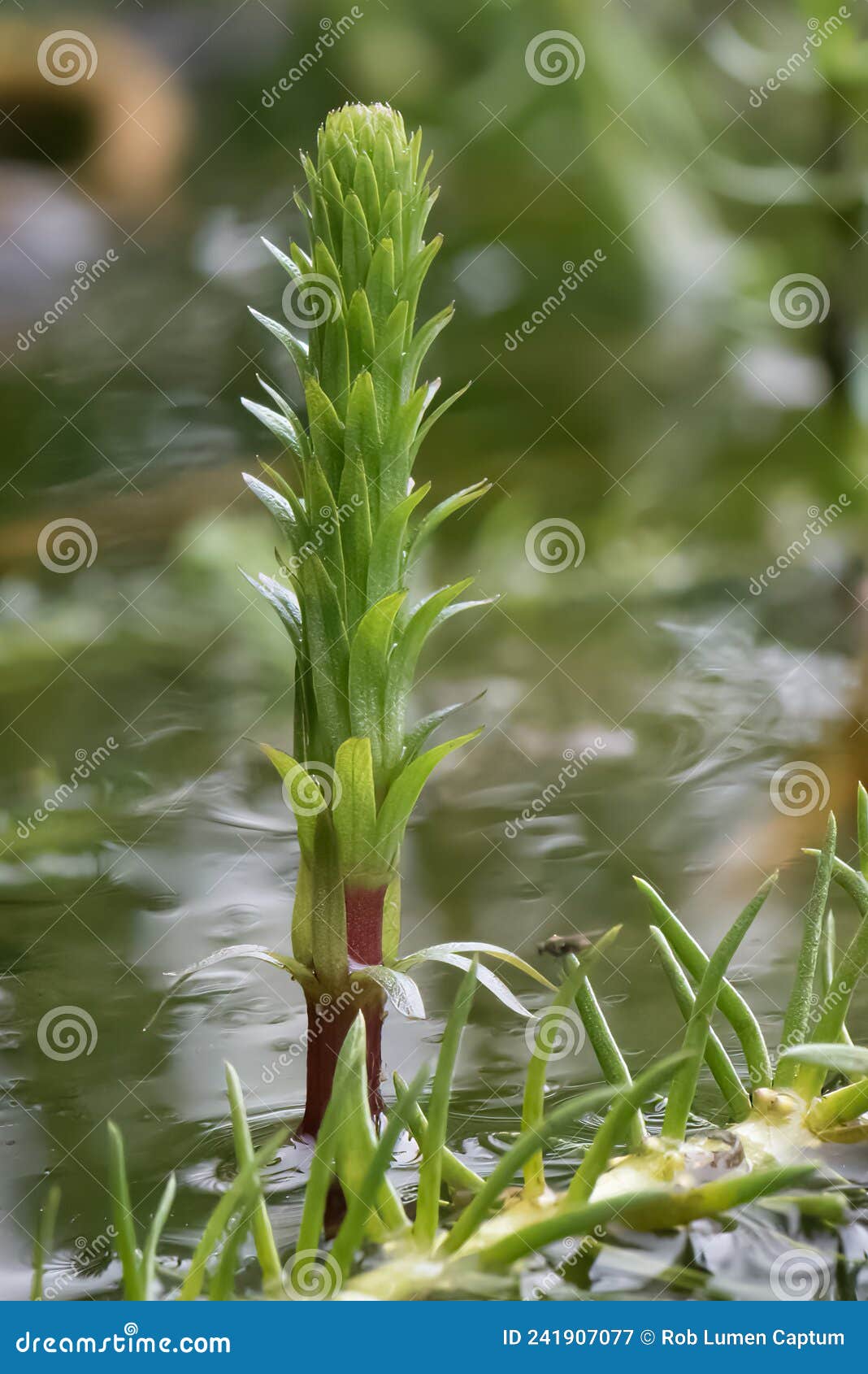 mareâs-tail hippuris vulgaris, single plant in pond