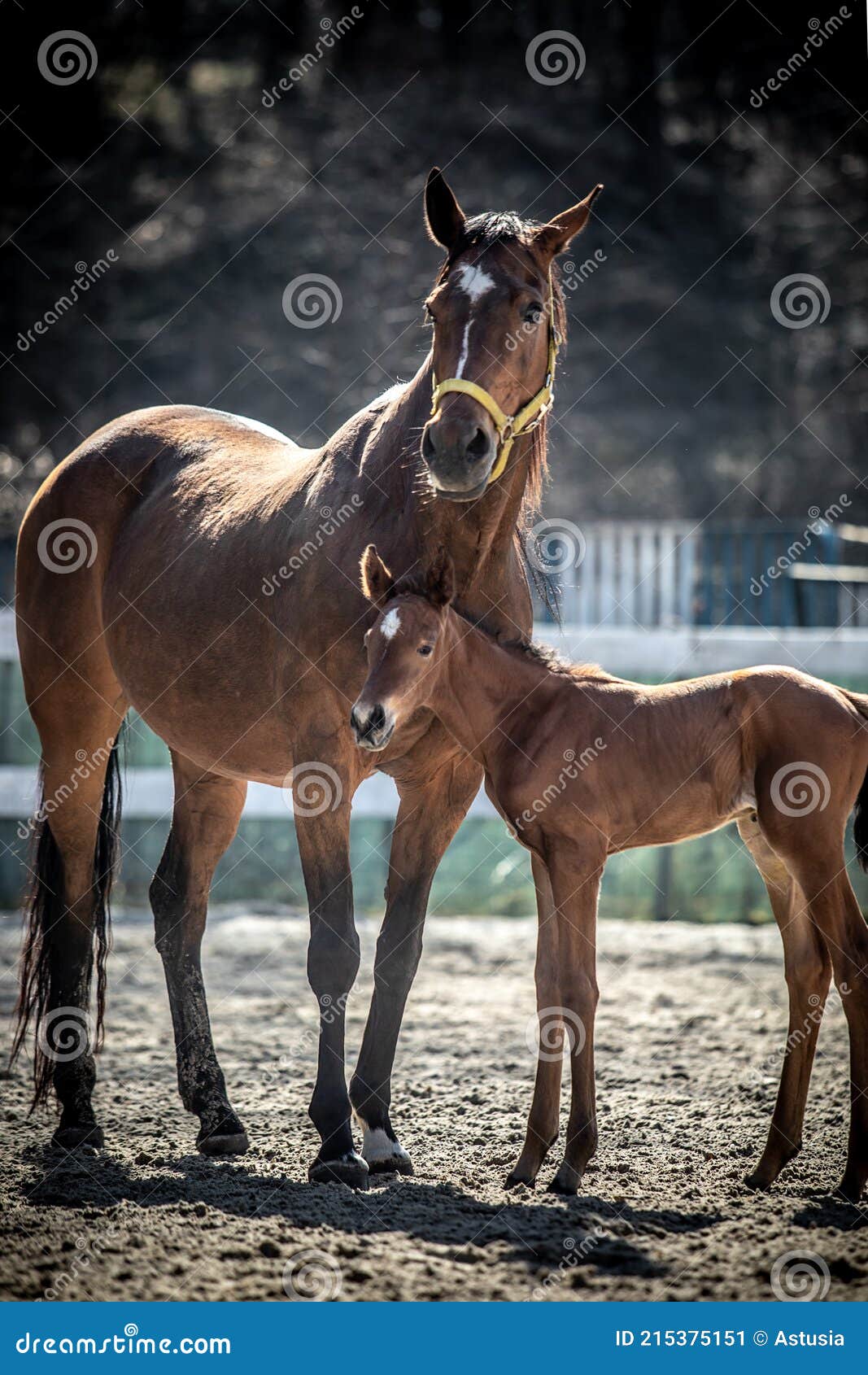 Mare and Colt in the Paddock Stock Image - Image of breed, galloping ...