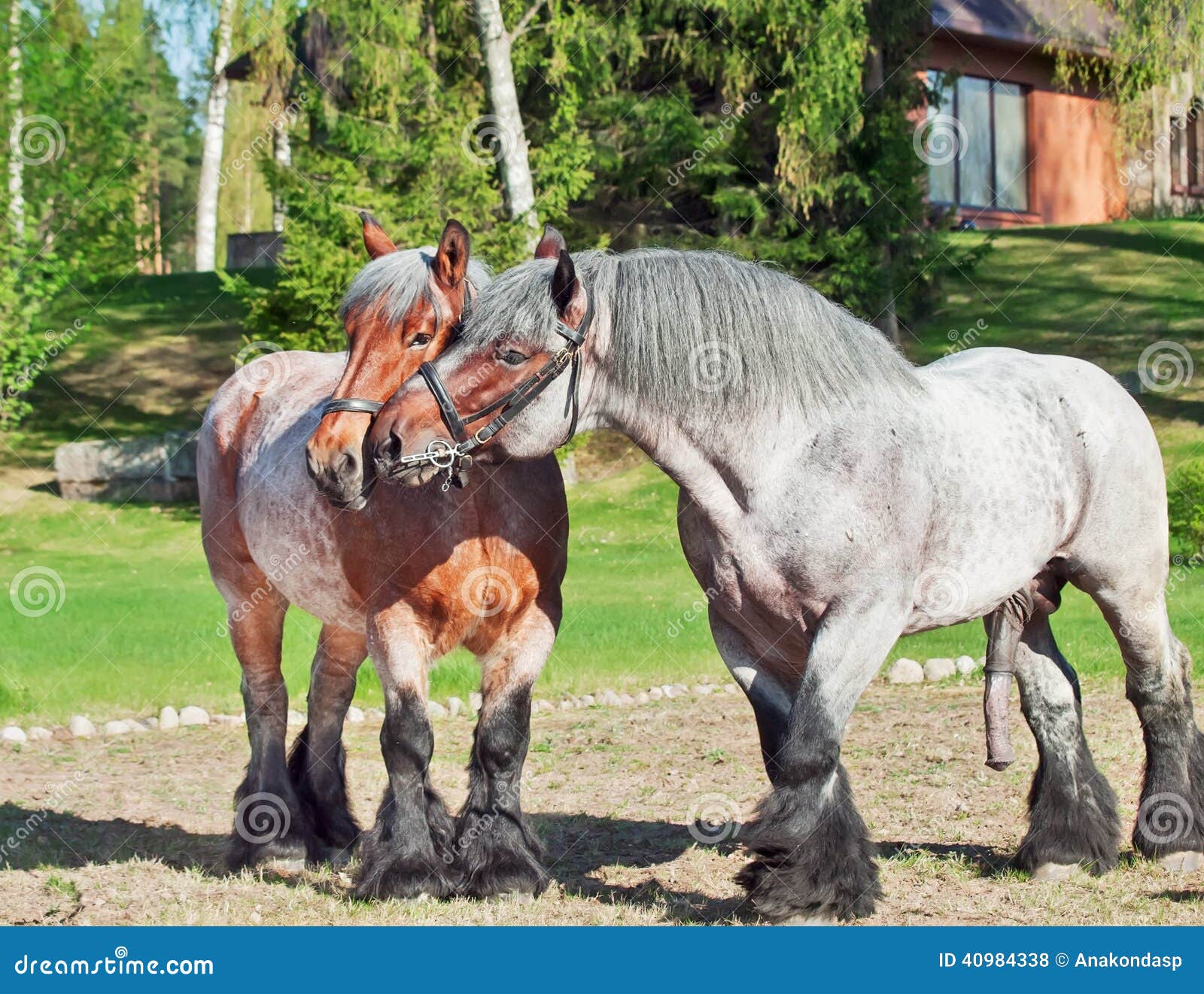 Mare And Stallion Of Brabant Breed Stock Photo Image 40984338