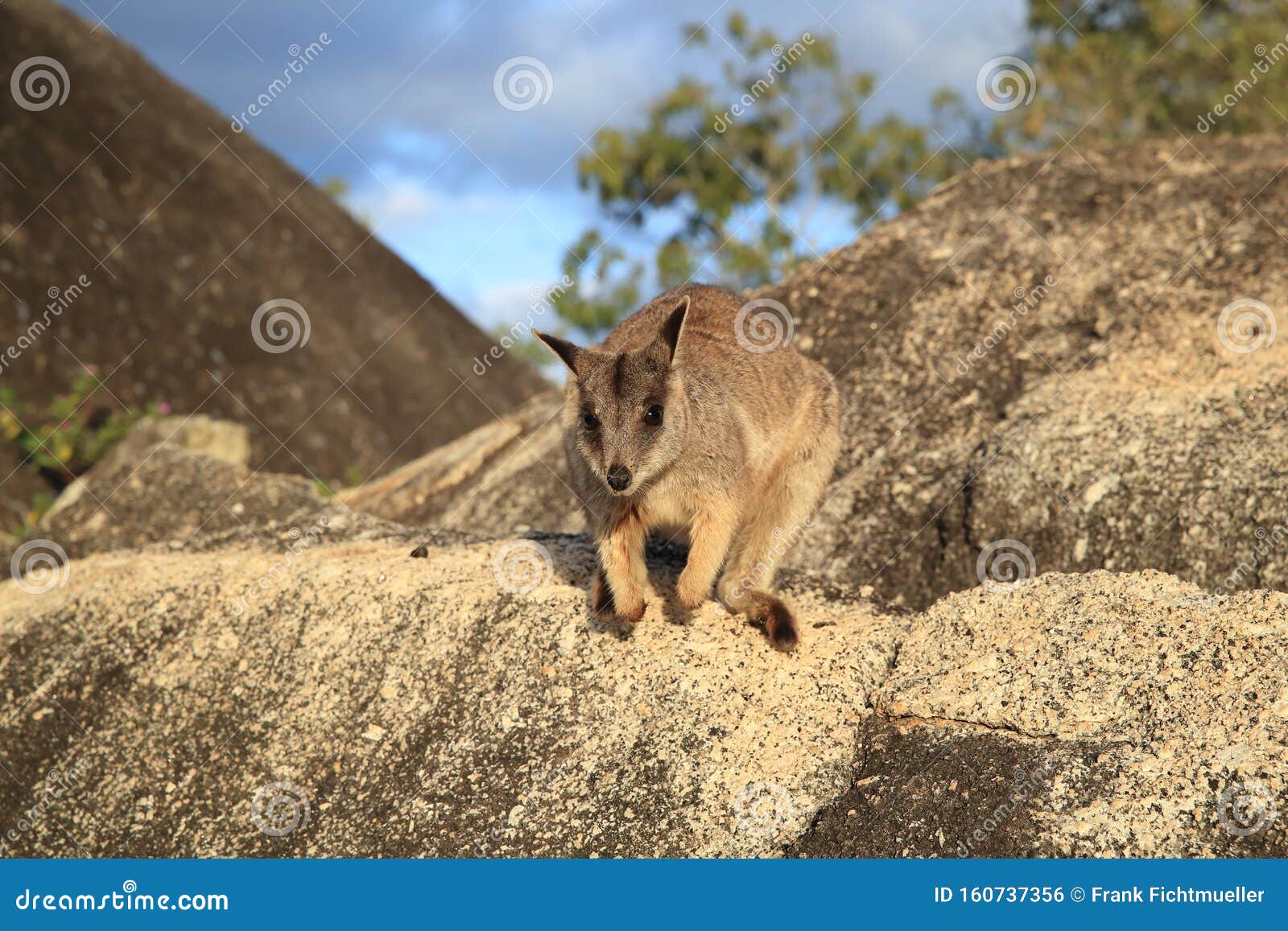 mareeba rock wallabies at granite gorge,queensland australia