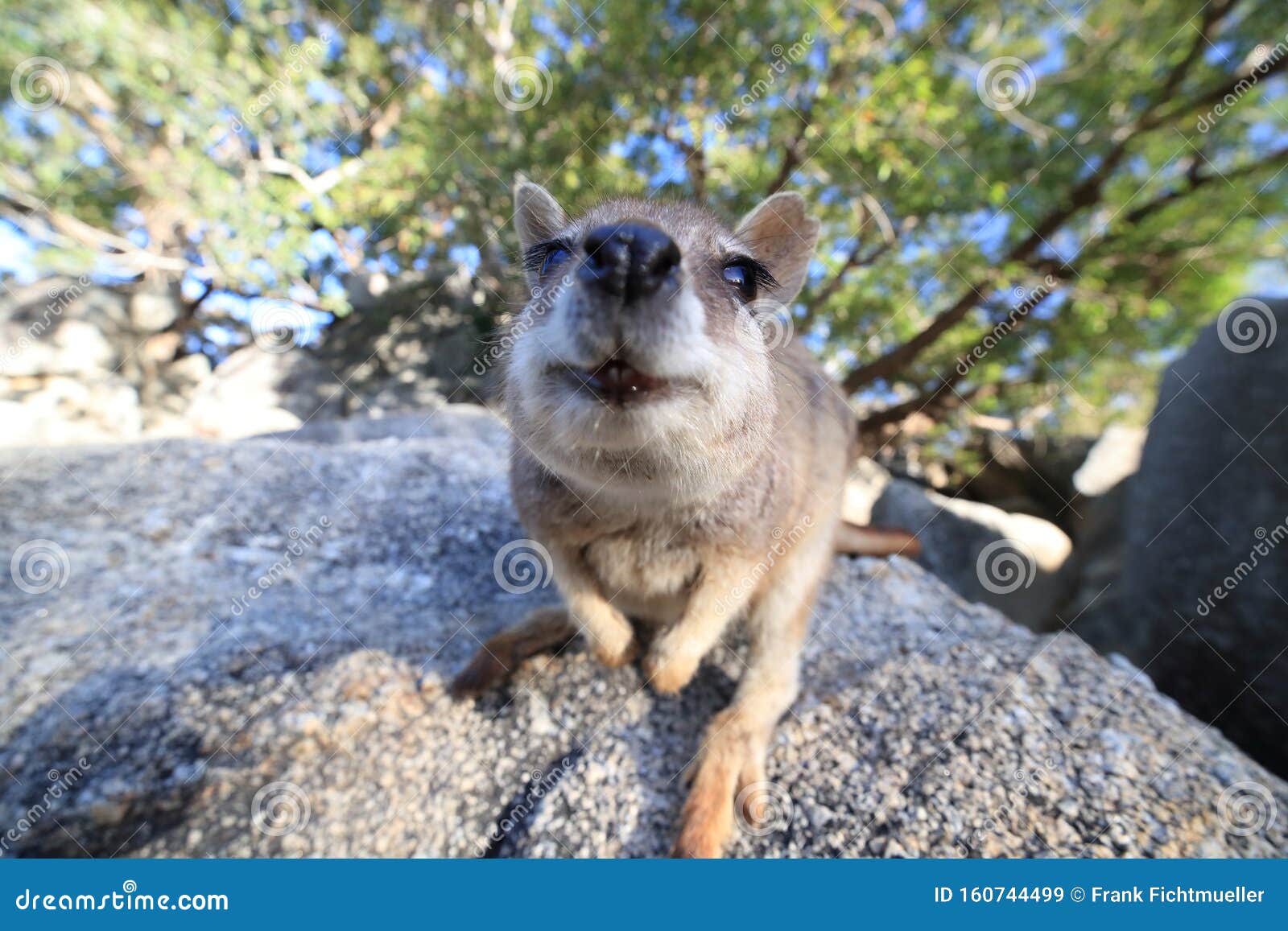 mareeba rock wallabies at granite gorge,queensland australia