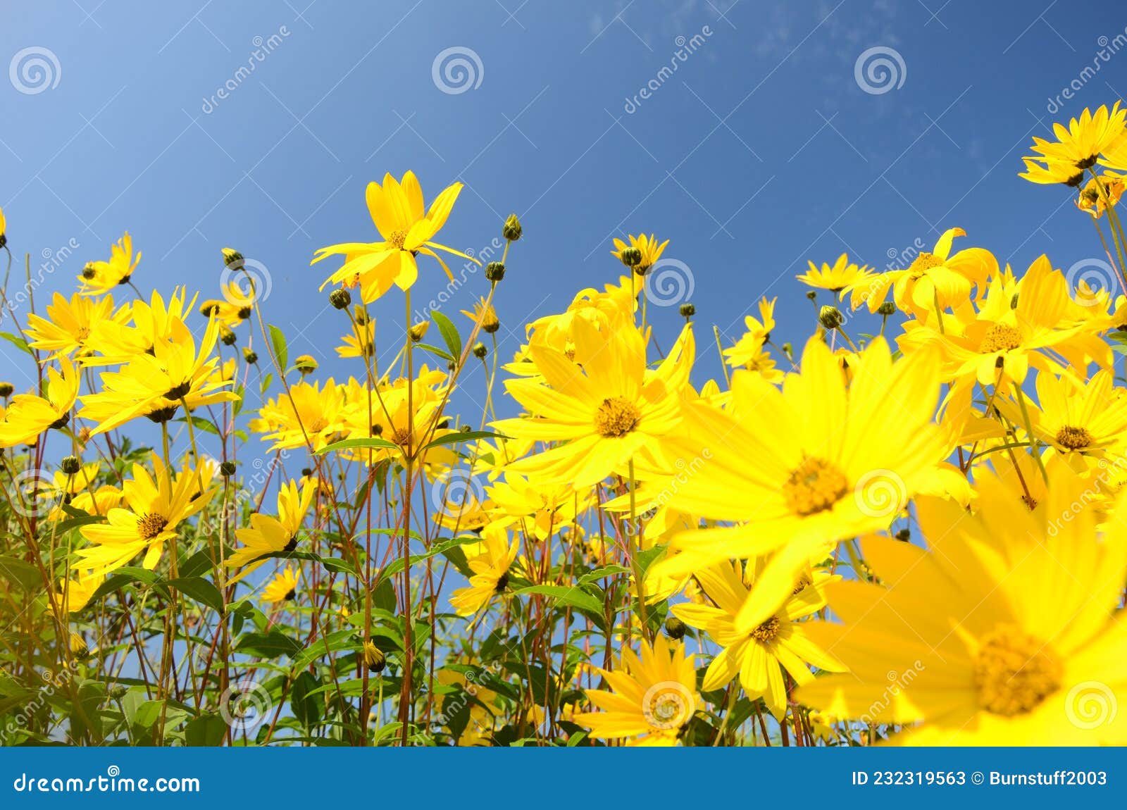 Margarida Amarela Em Flor De Jardim Britânico Florida Imagem de Stock -  Imagem de azul, estrado: 232319563