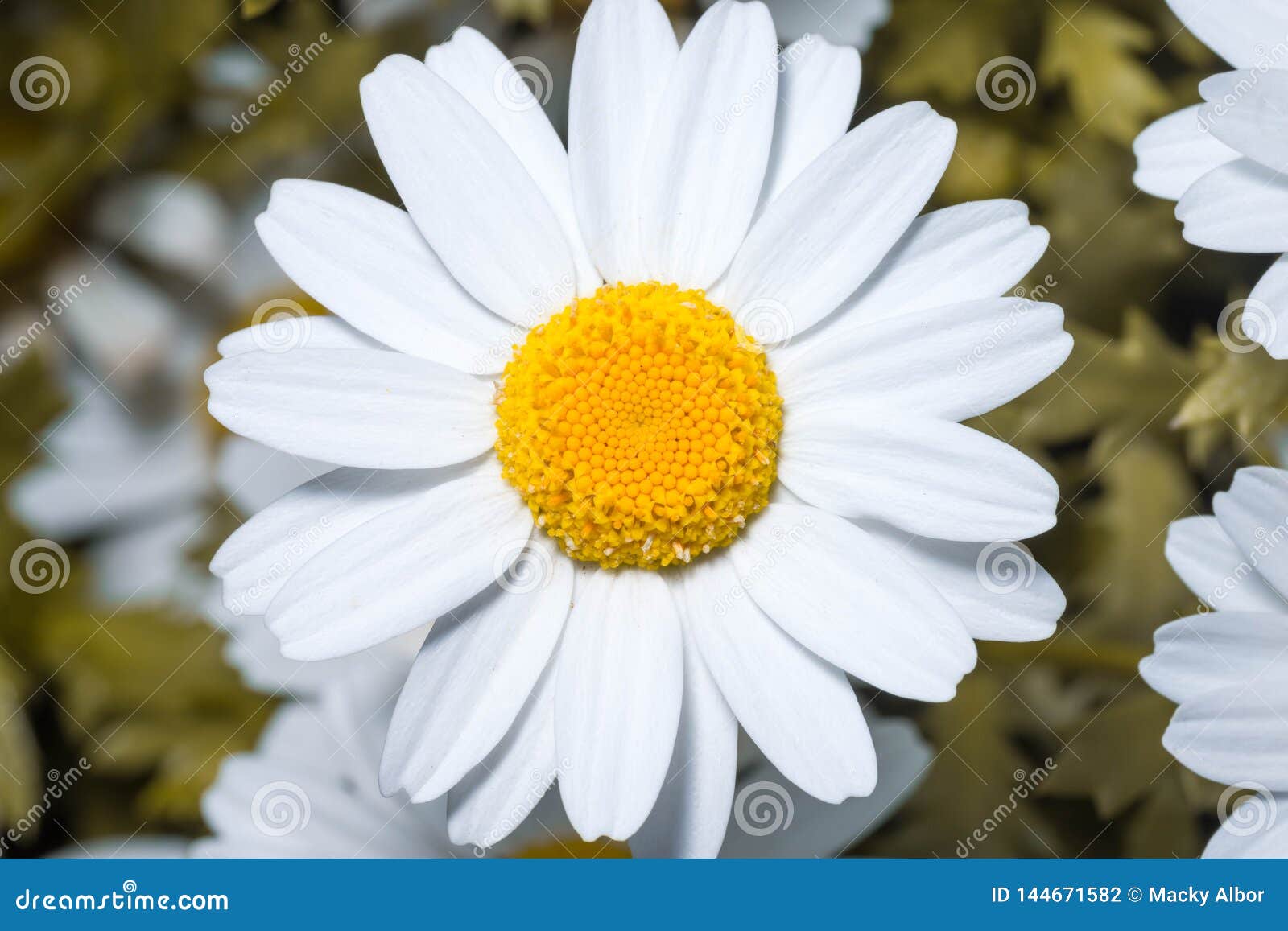 Margarida Ou Margaridas Inglesas Brancas Fim Ascendente E Macro Foto de  Stock - Imagem de ambiente, margarida: 144671582