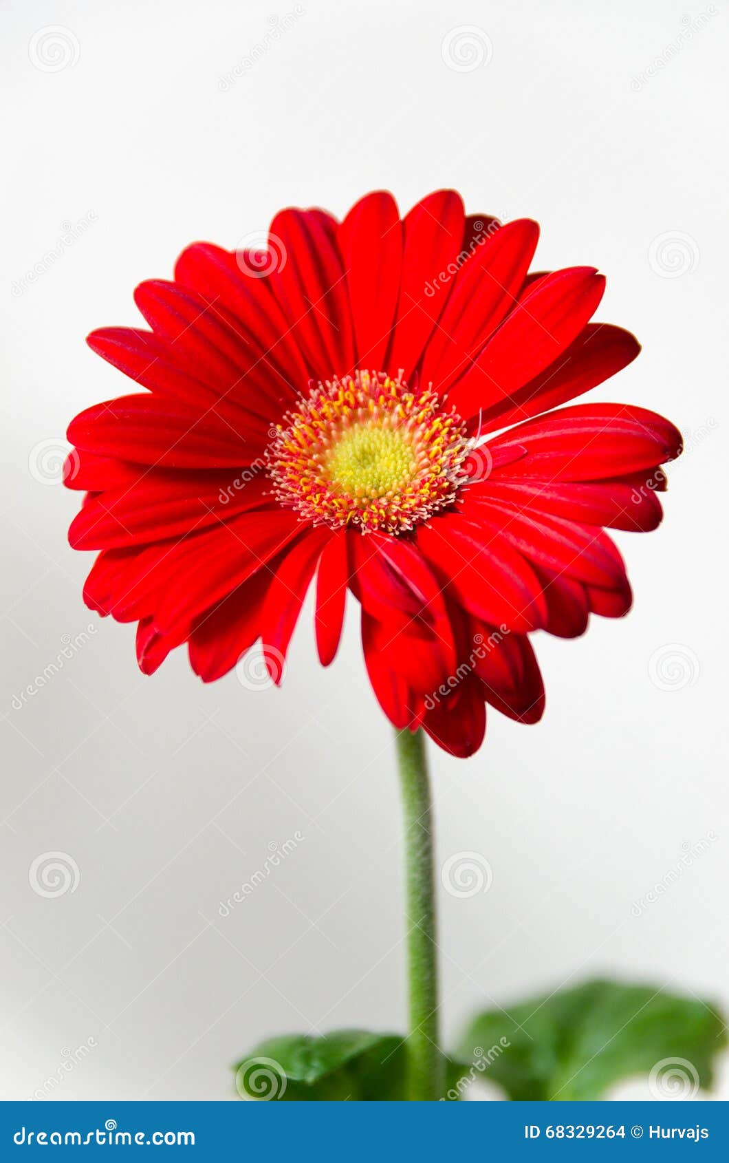 Margarida Vermelha Do Gerbera No Fundo Branco Foto de Stock - Imagem de  bonito, frescor: 68329264