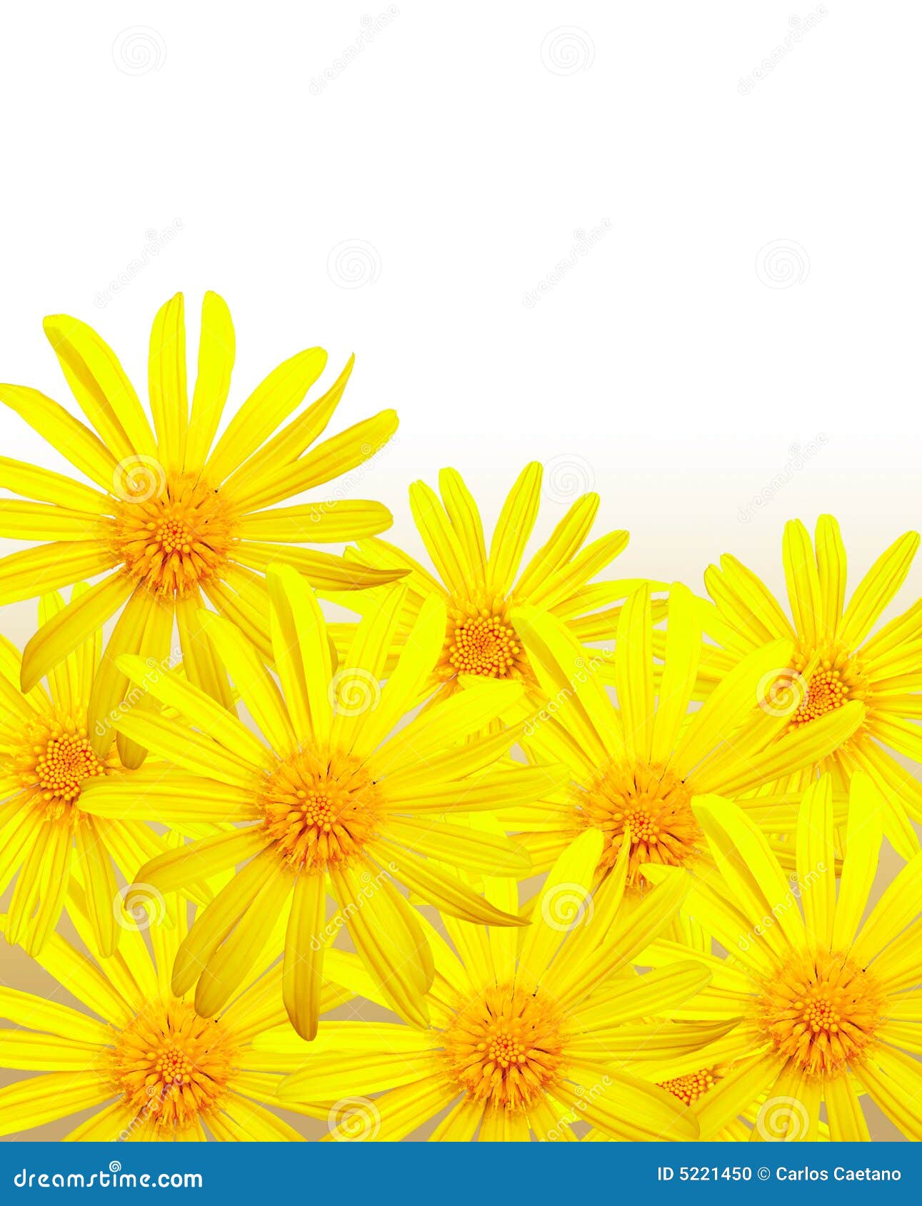 Margaridas amarelas foto de stock. Imagem de branco, fundos - 5221450