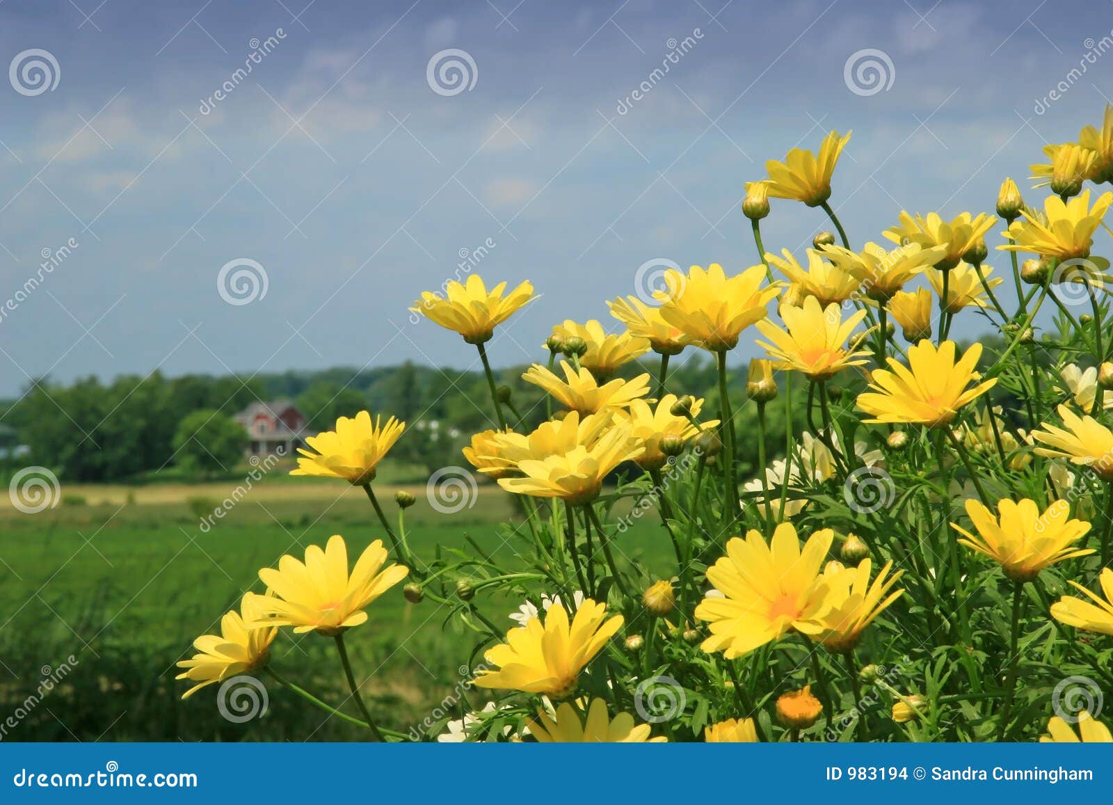 Margaridas amarelas foto de stock. Imagem de campo, dandelion - 983194