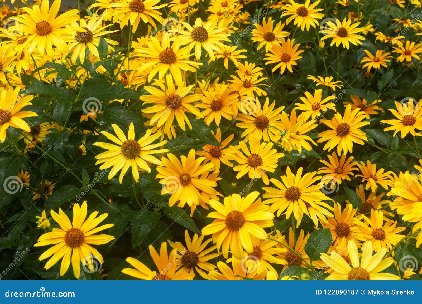 Margaridas Amarelas Grandes Grandes Flores Amarelas Imagem de Stock -  Imagem de erro, junho: 122090187